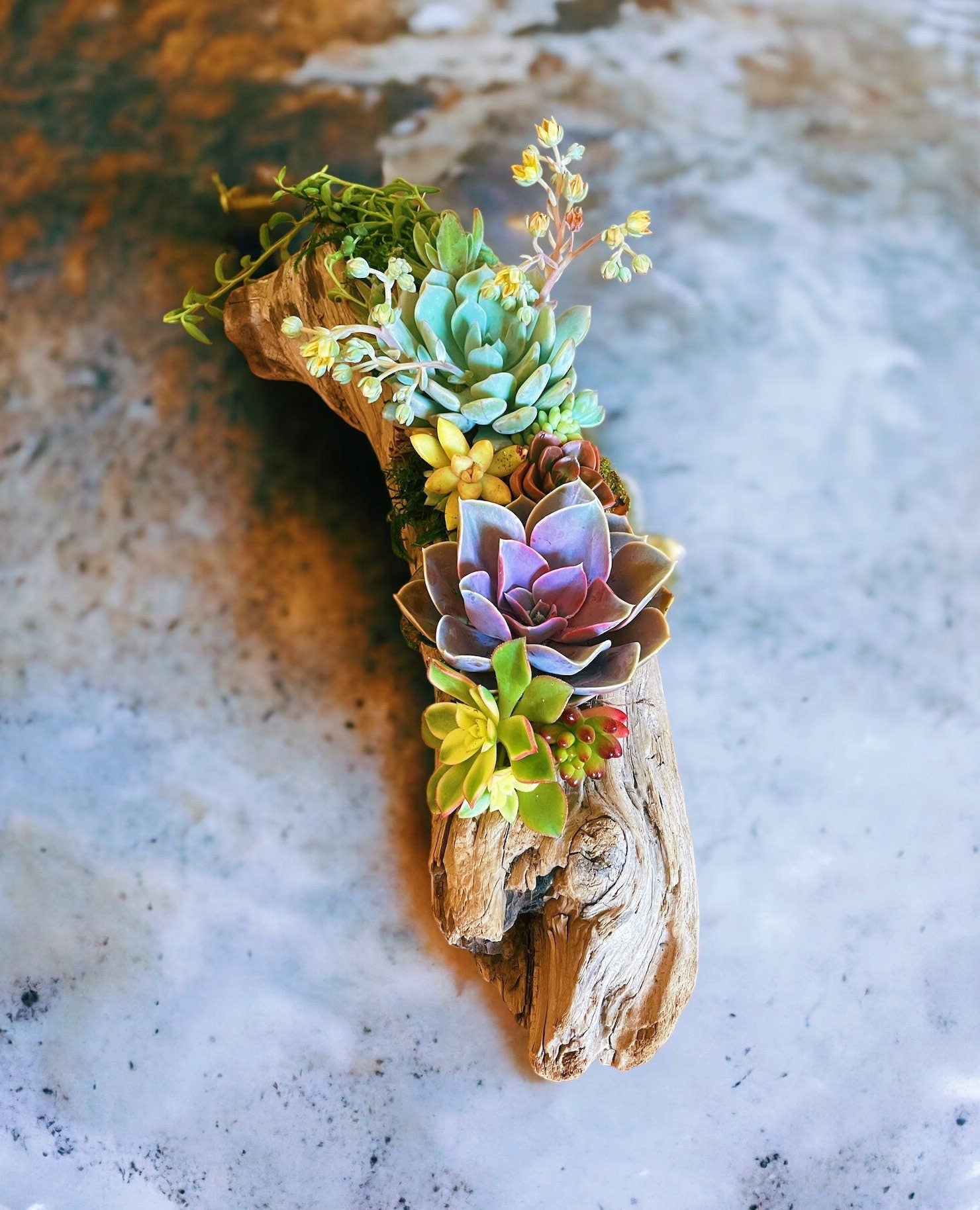 Succulent Designs & Centerpieces