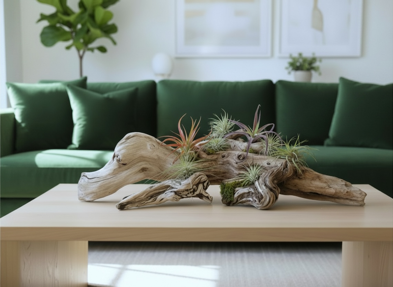 Wood & Driftwood Decor