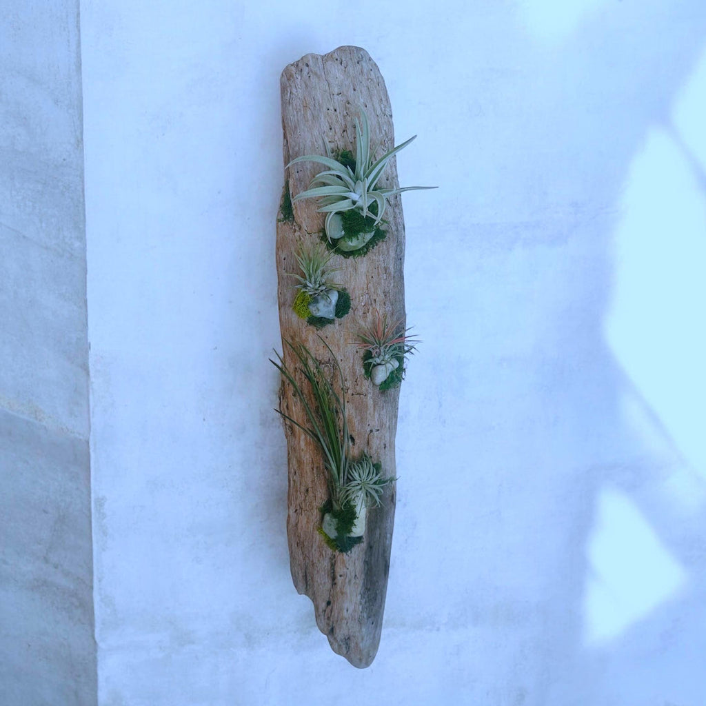 Driftwood Air Plant Wall Hanging | Coastal Driftwood Wall Decor with Live Tillandsia