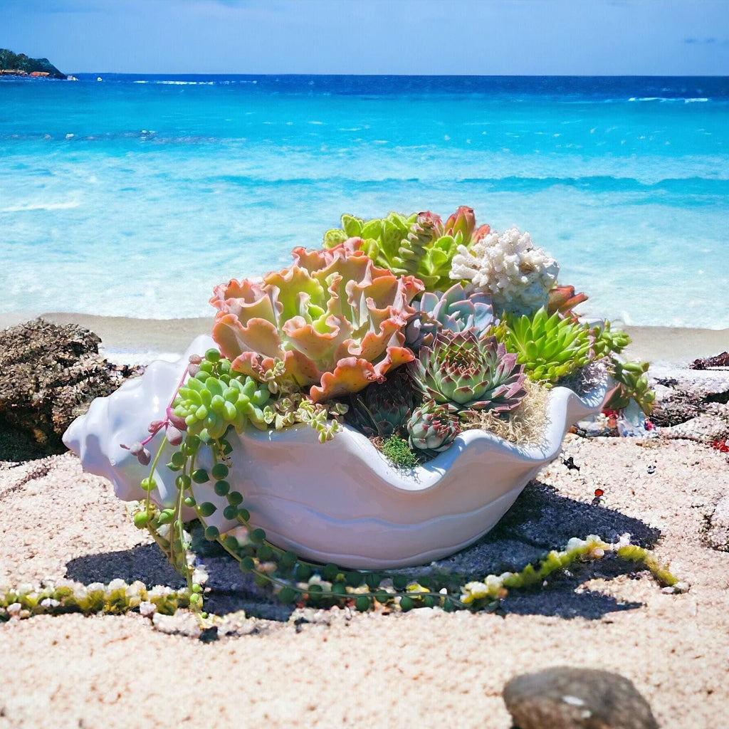 Seashell Succulent Planter – Coastal Malibu-Inspired Arrangement with Live Succulents