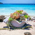 Seashell Succulent Planter – Coastal Malibu-Inspired Arrangement with Live Succulents