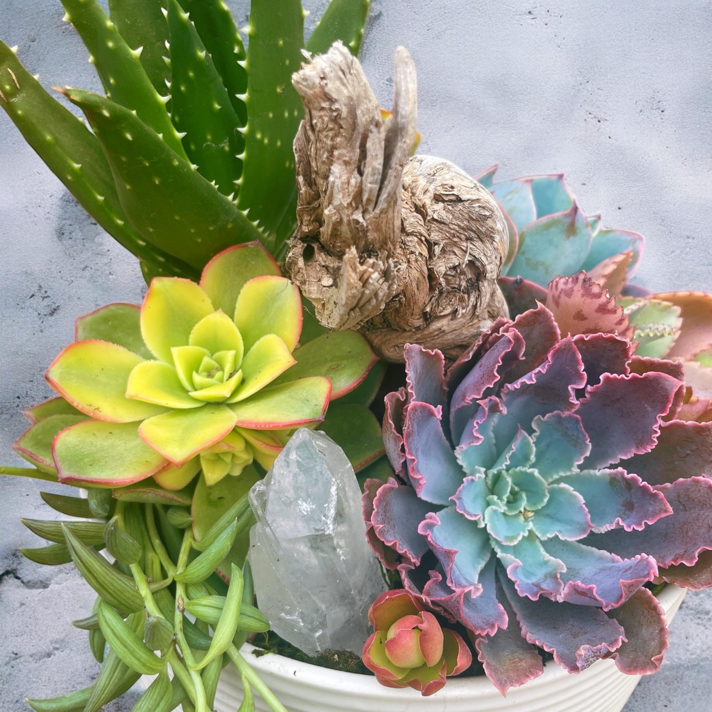 Driftwood Succulent Garden with Quartz Crystal – Coastal Ceramic Bowl Arrangement
