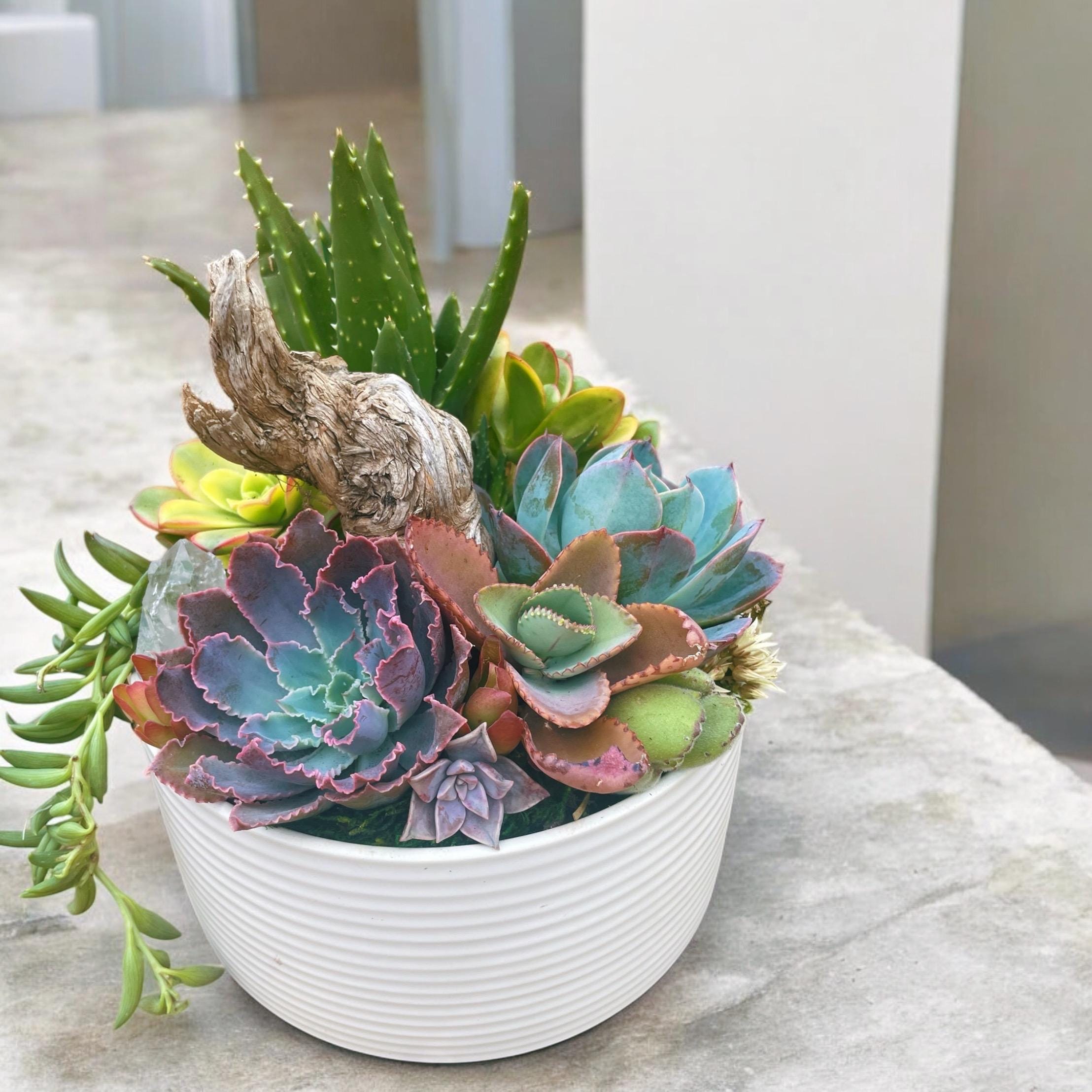 Desert Cowboy Succulent & Cactus Arrangement with Driftwood and Stones – Western Inspired Succulent Bowl, Southwest Home Decor