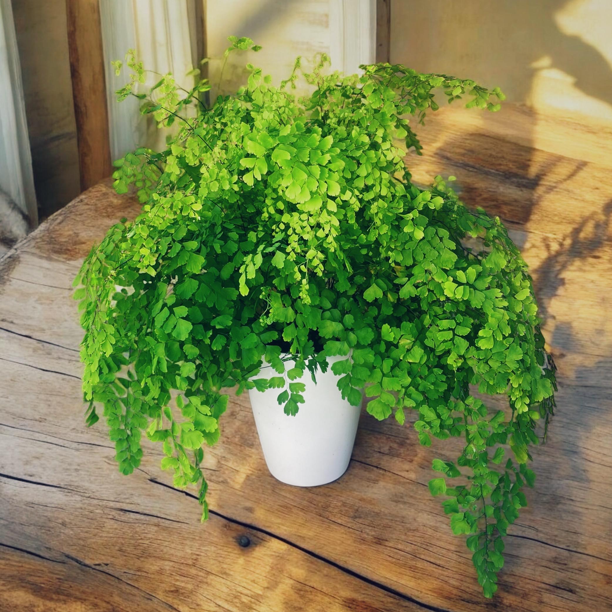 Elegant Maidenhair Fern (Adiantum) live houseplant with soft cascading fronds. Pet-safe and perfect for humid spaces. Available in 4” or 6” pots.