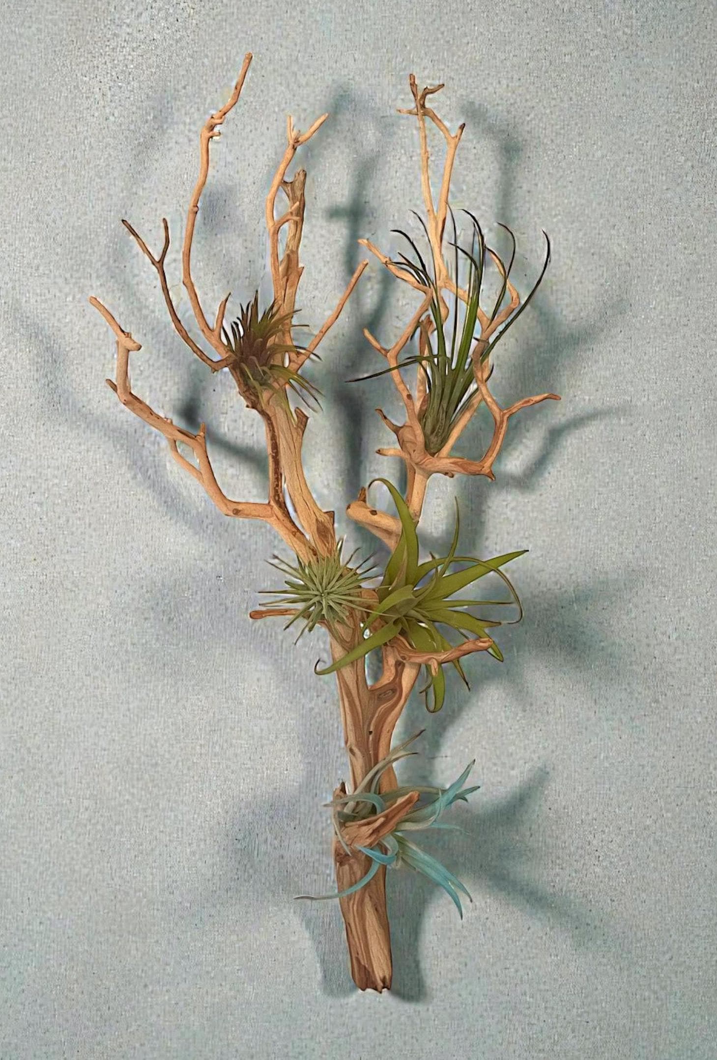 Large Manzanita Wall Hanging Air Plant Holder