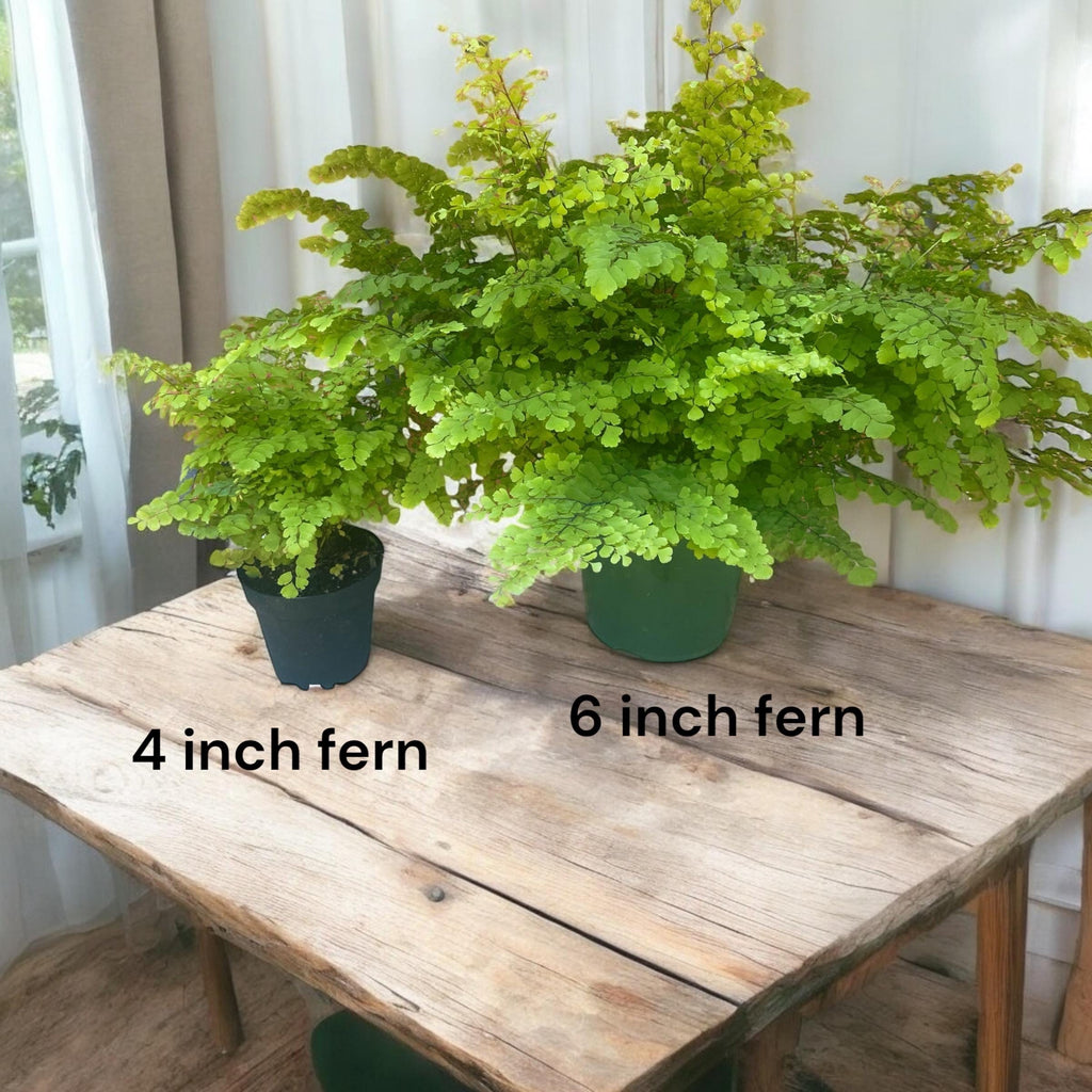 Elegant Maidenhair Fern (Adiantum) live houseplant with soft cascading fronds. Pet-safe and perfect for humid spaces. Available in 4” or 6” pots.