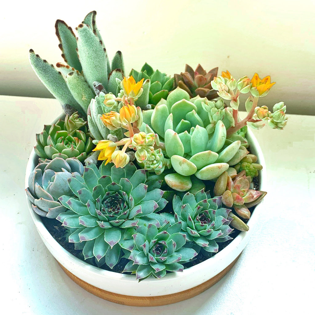 Succulent Arrangement in White Ceramic Pot with Bamboo Tray