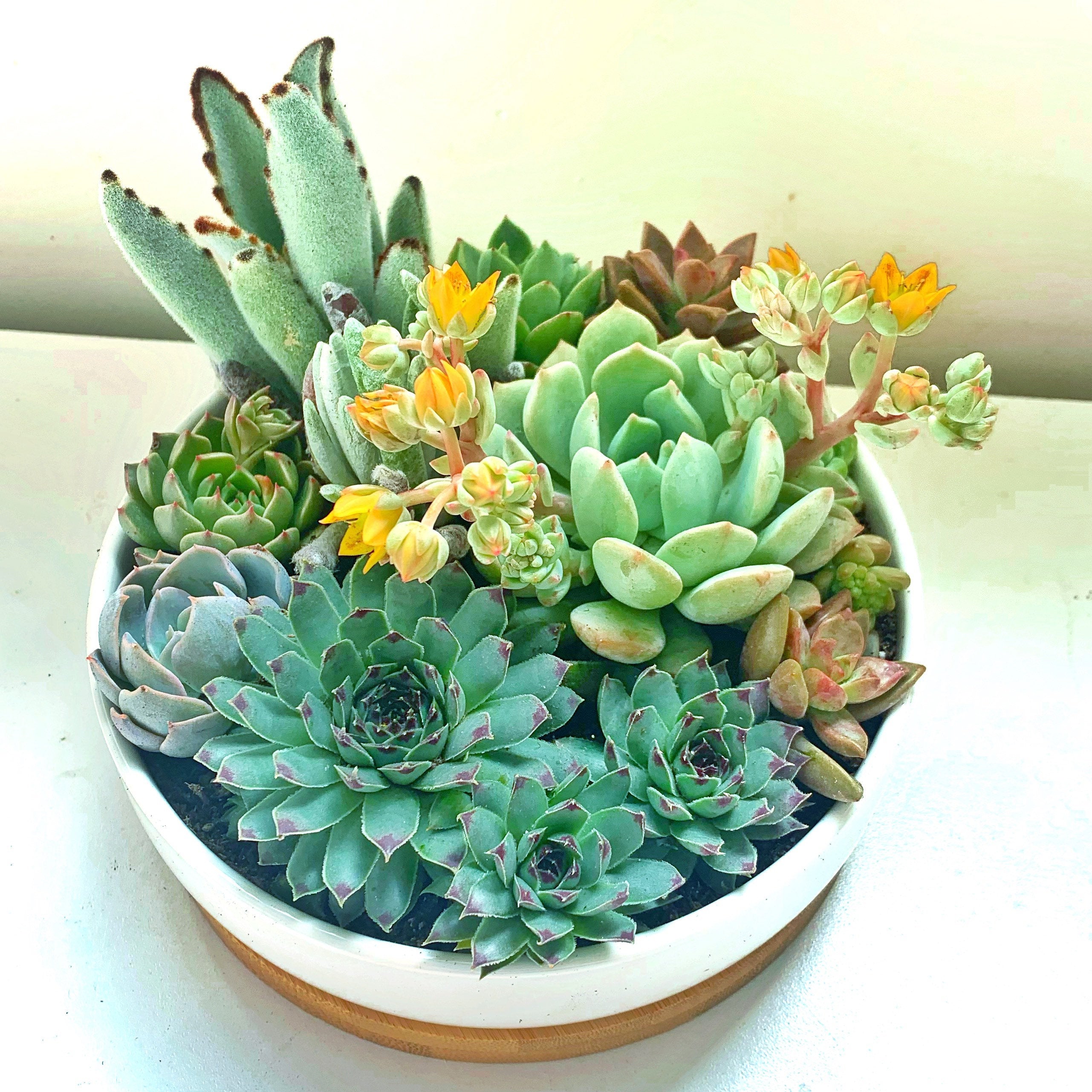 Succulent Arrangement in White Ceramic Pot with Bamboo Tray