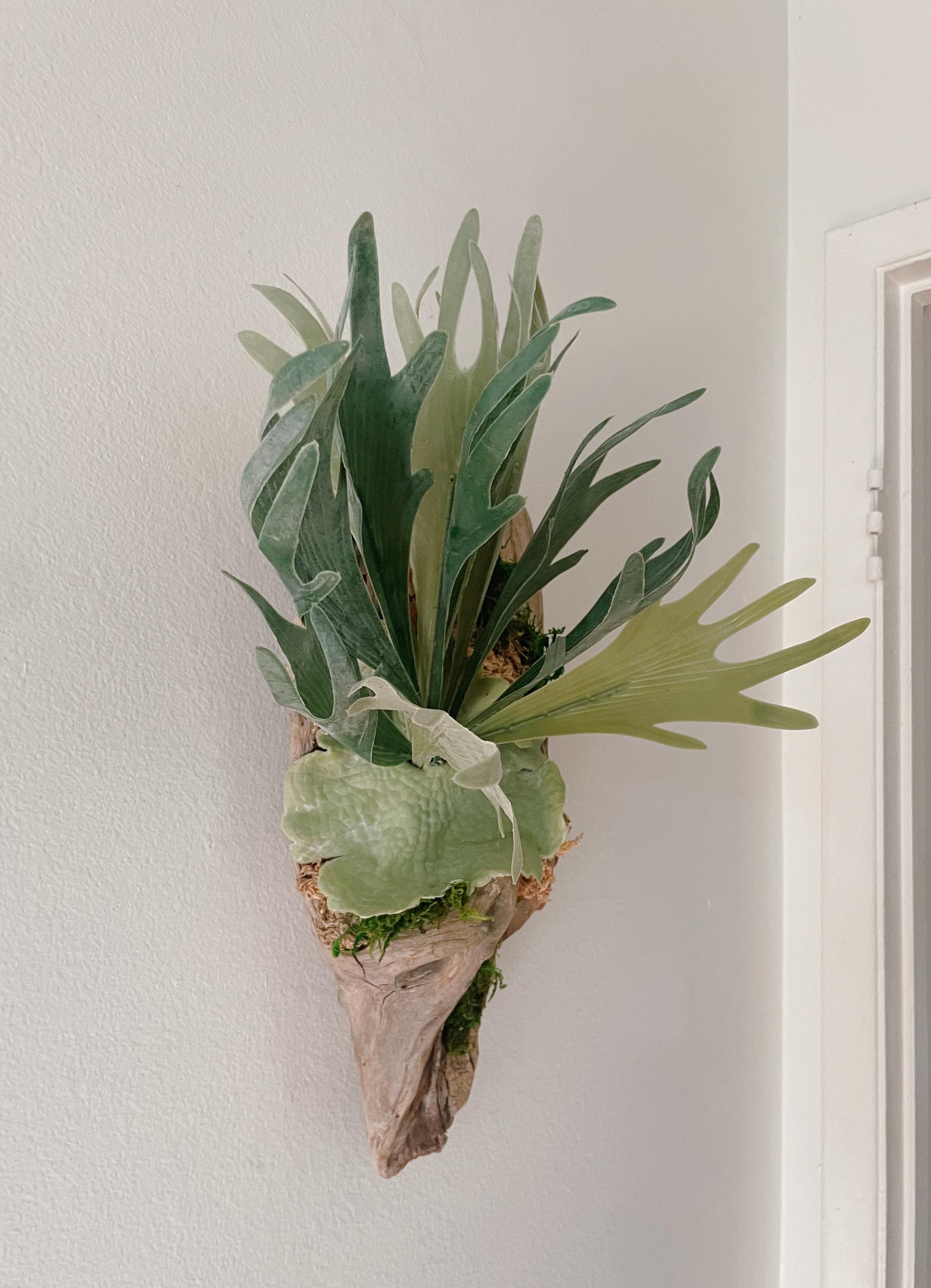 Staghorn Fern on Driftwood Wall Hanging