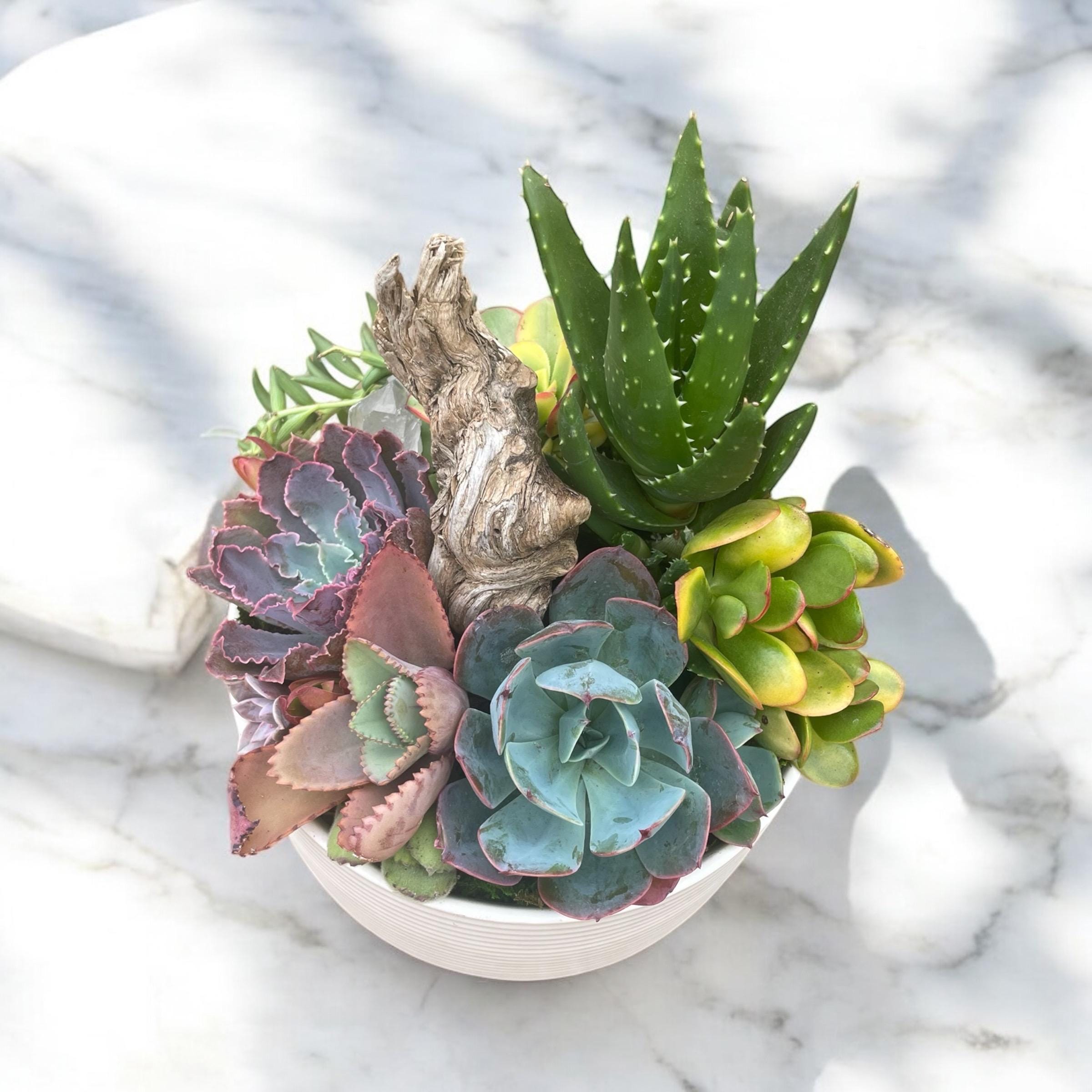 Driftwood Succulent Garden with Quartz Crystal – Coastal Ceramic Bowl Arrangement