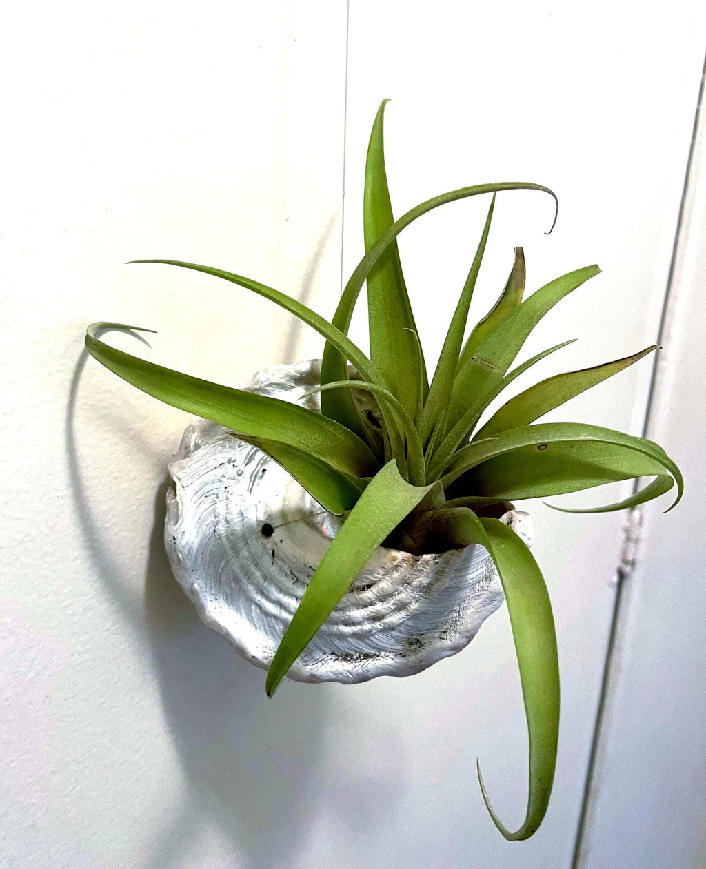 Wavy Turban Shell Air Plant Hanger