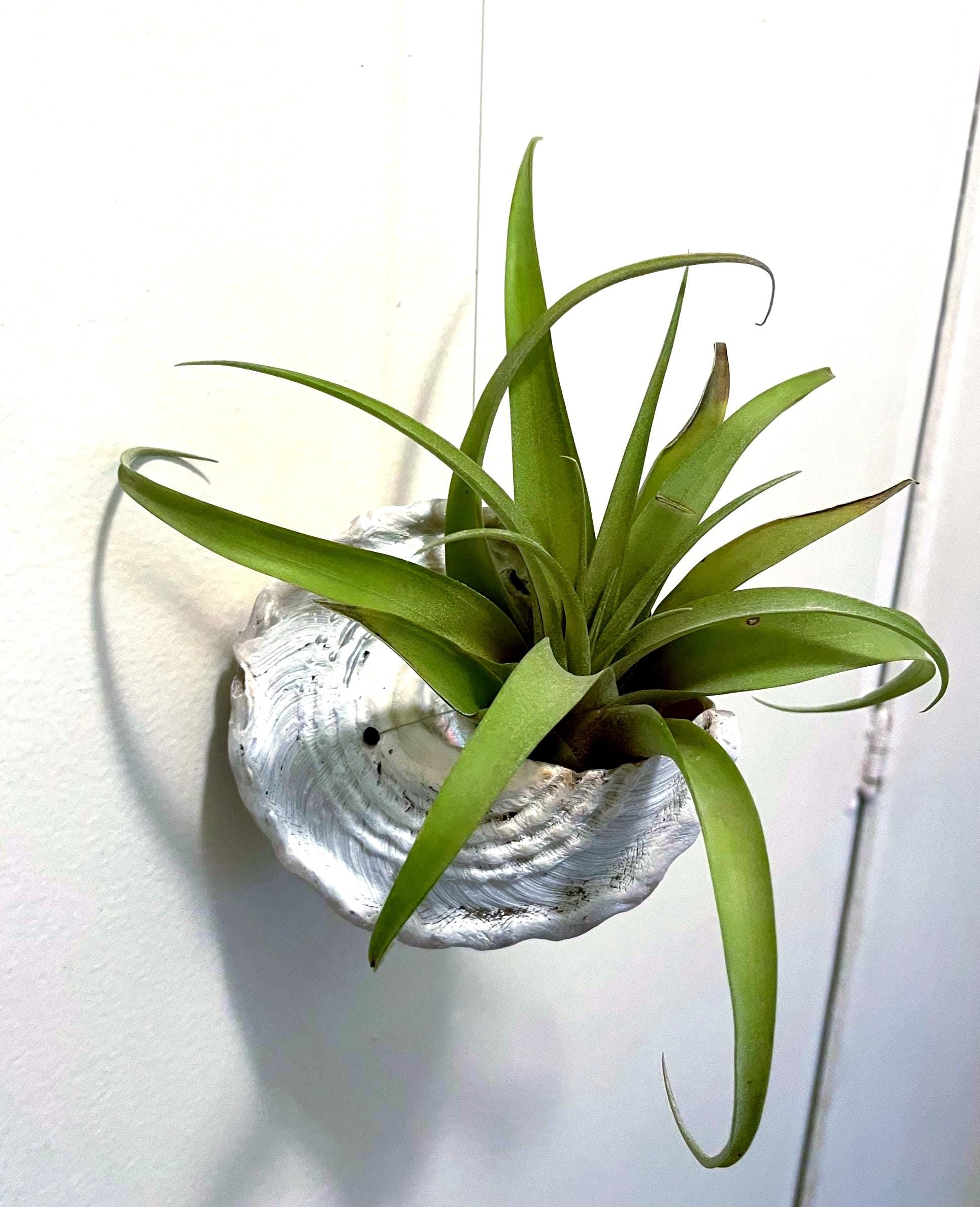 Wavy Turban Shell Air Plant Hanger