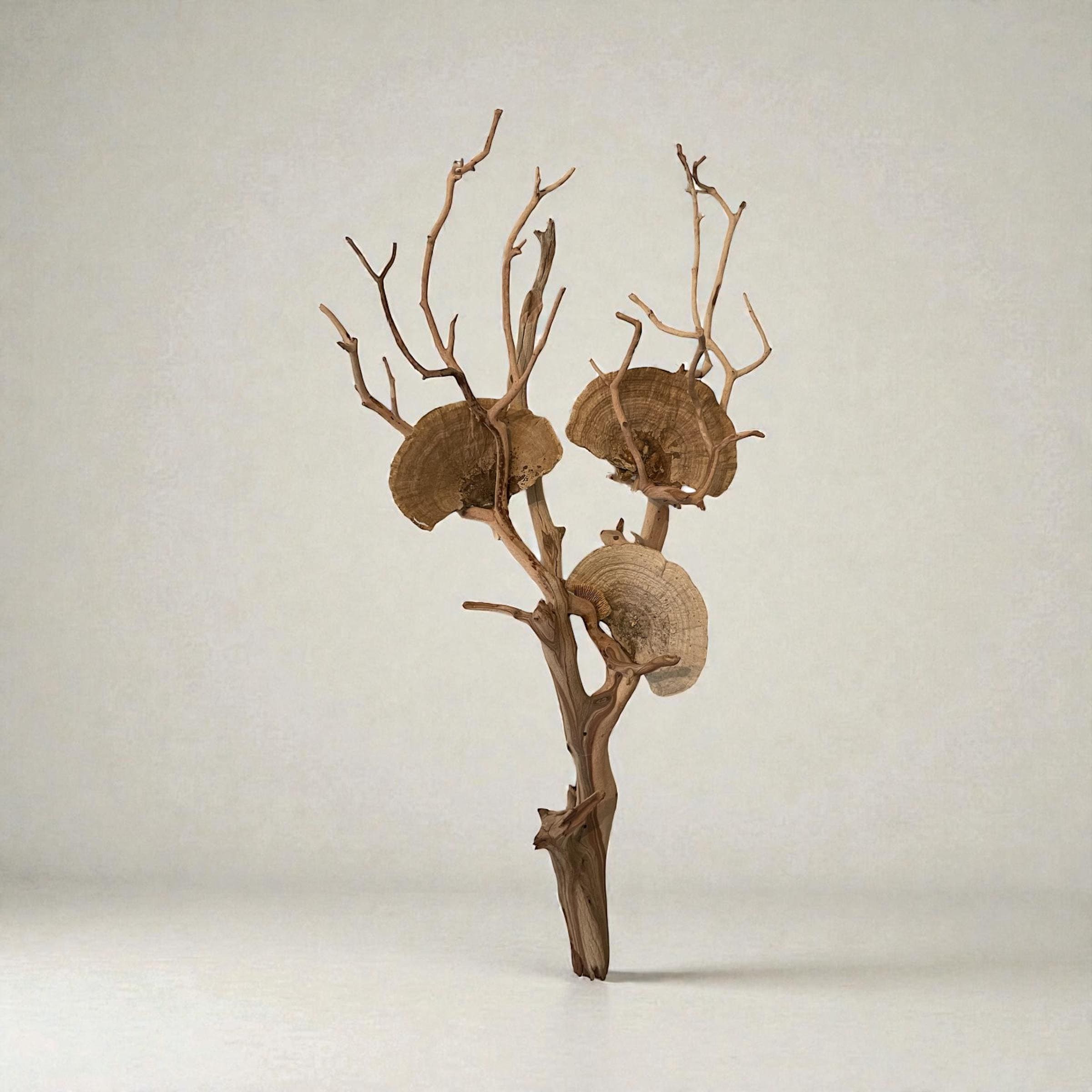 Manzanita Driftwood Wall Hanging with Dried Mushrooms