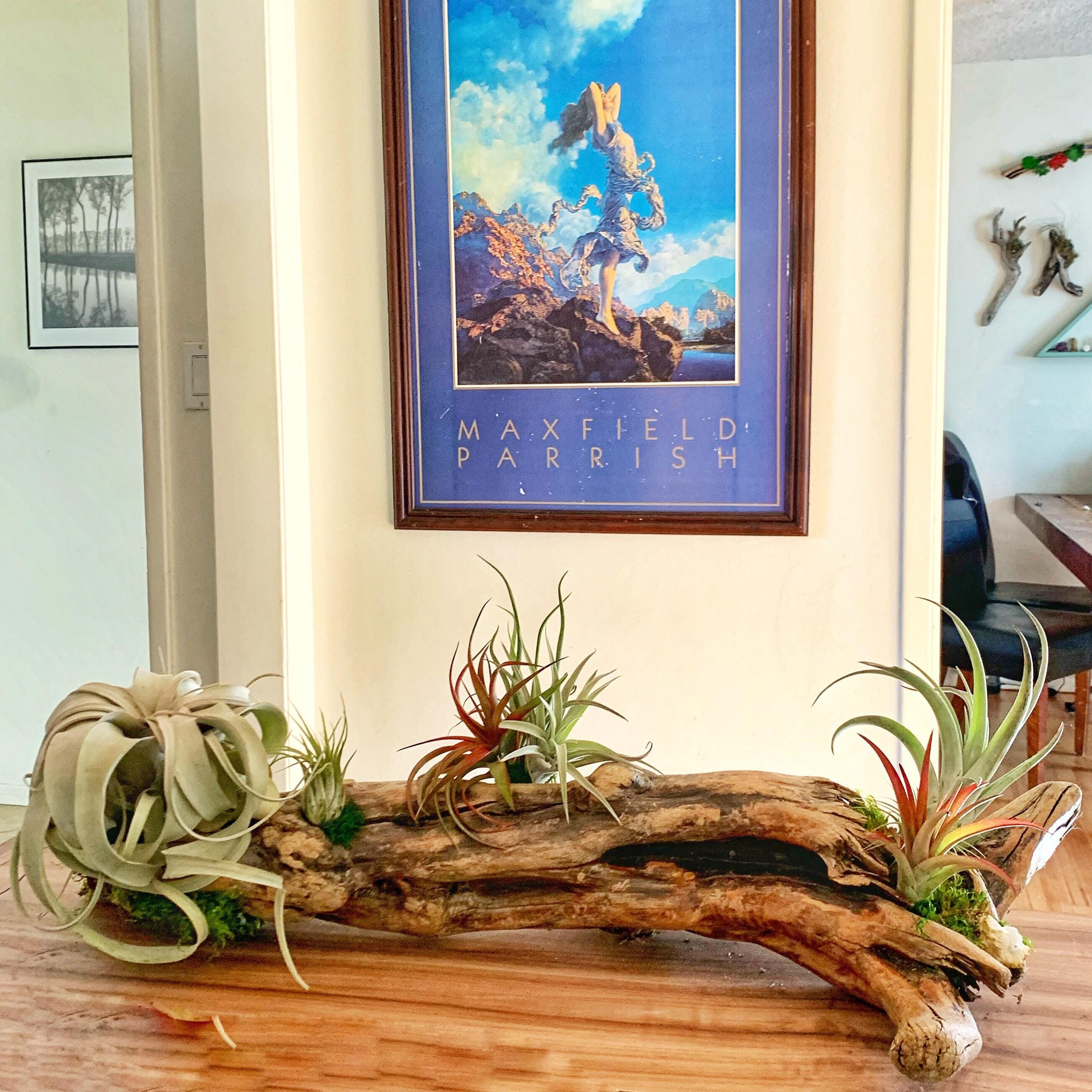 Malibu Driftwood Air Plant Centerpiece
