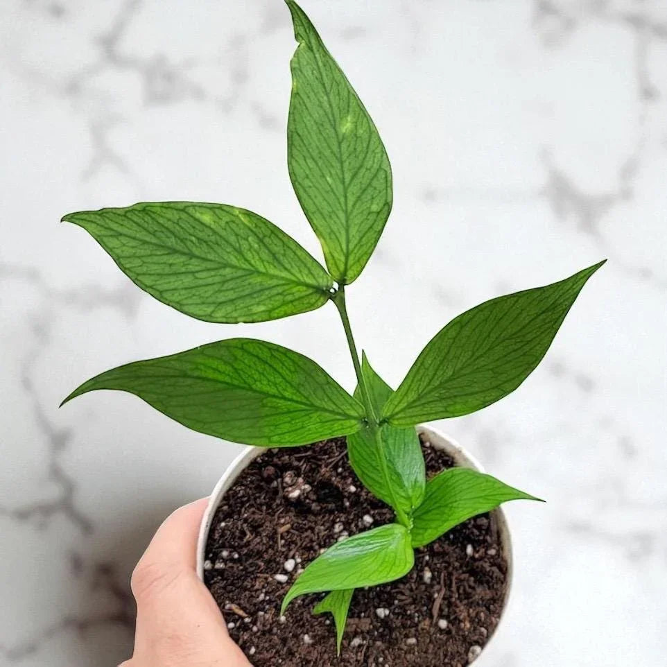 Hoya “Mermaid Tail” – Rare Trailing Hoya Plant