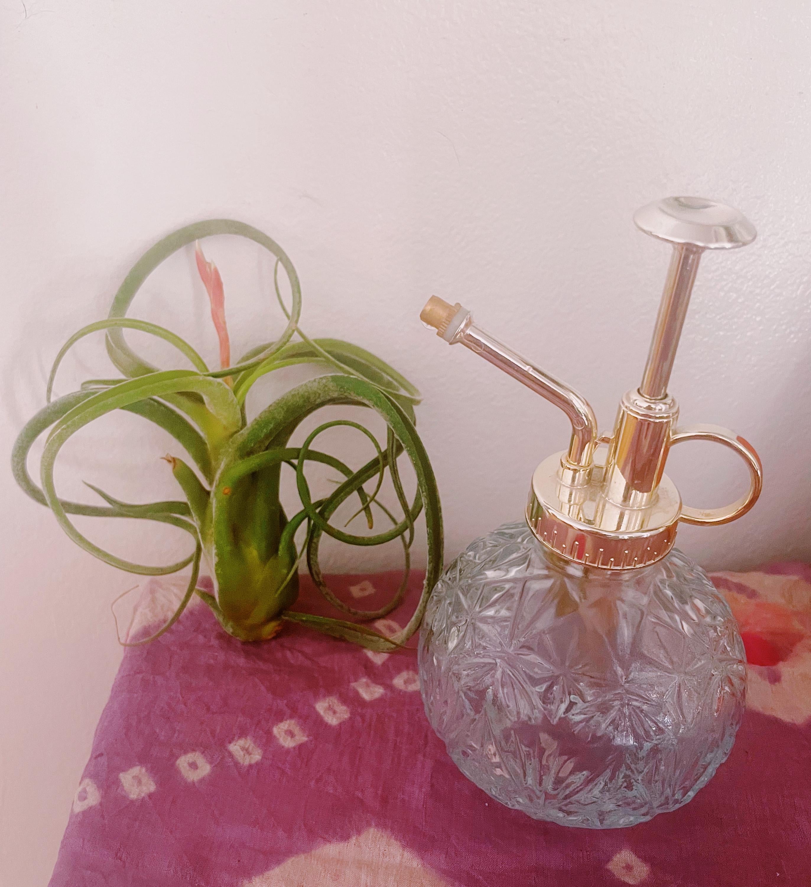 Glass Plant Mister – Vintage Watering Spray Bottle | Air Plant & Houseplant Mister (200ml)