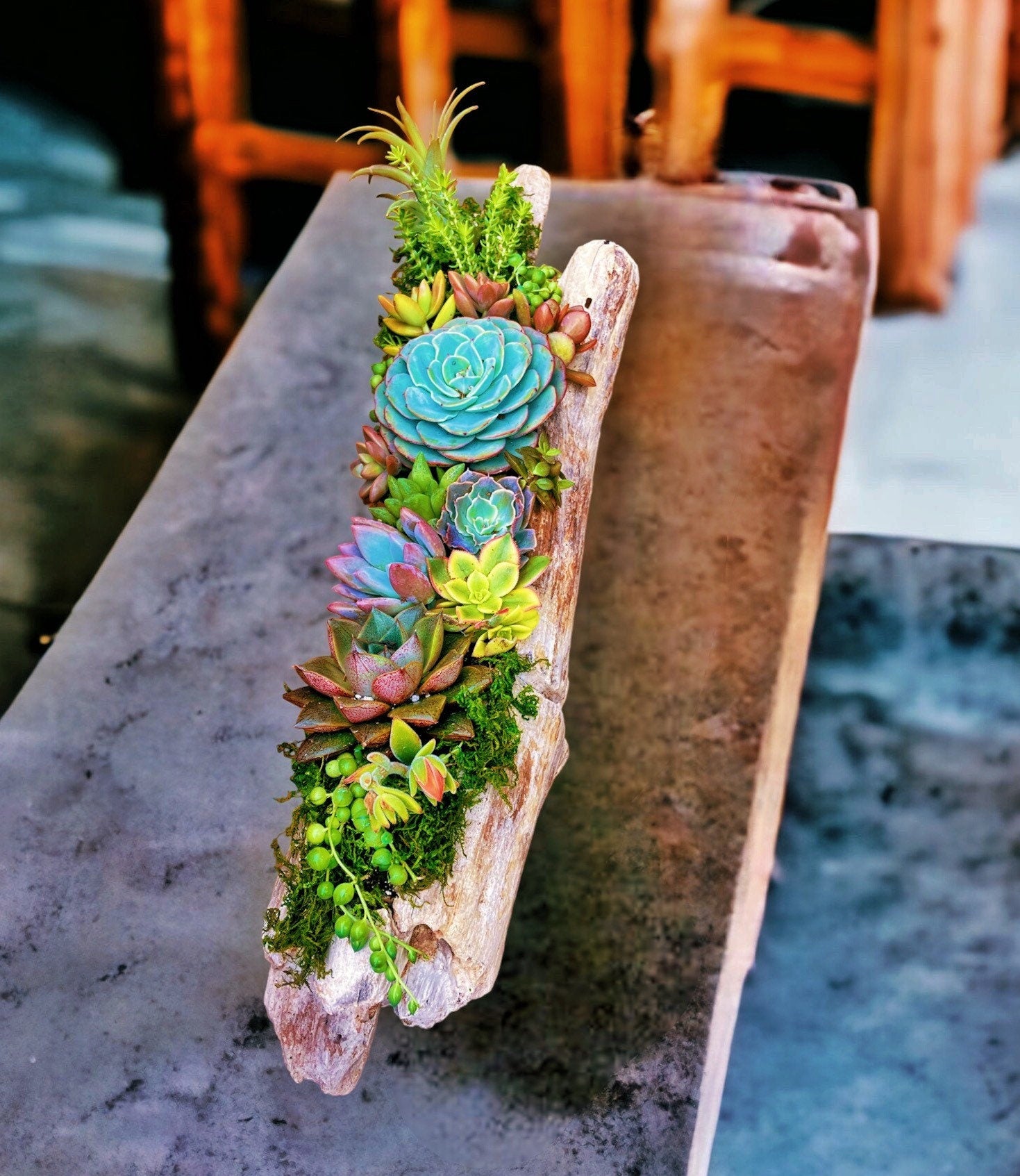 Hand-Carved Driftwood Succulent Planter