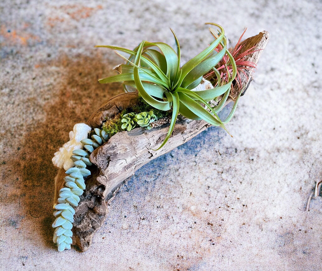 Malibu Driftwood Air Plant Centerpiece