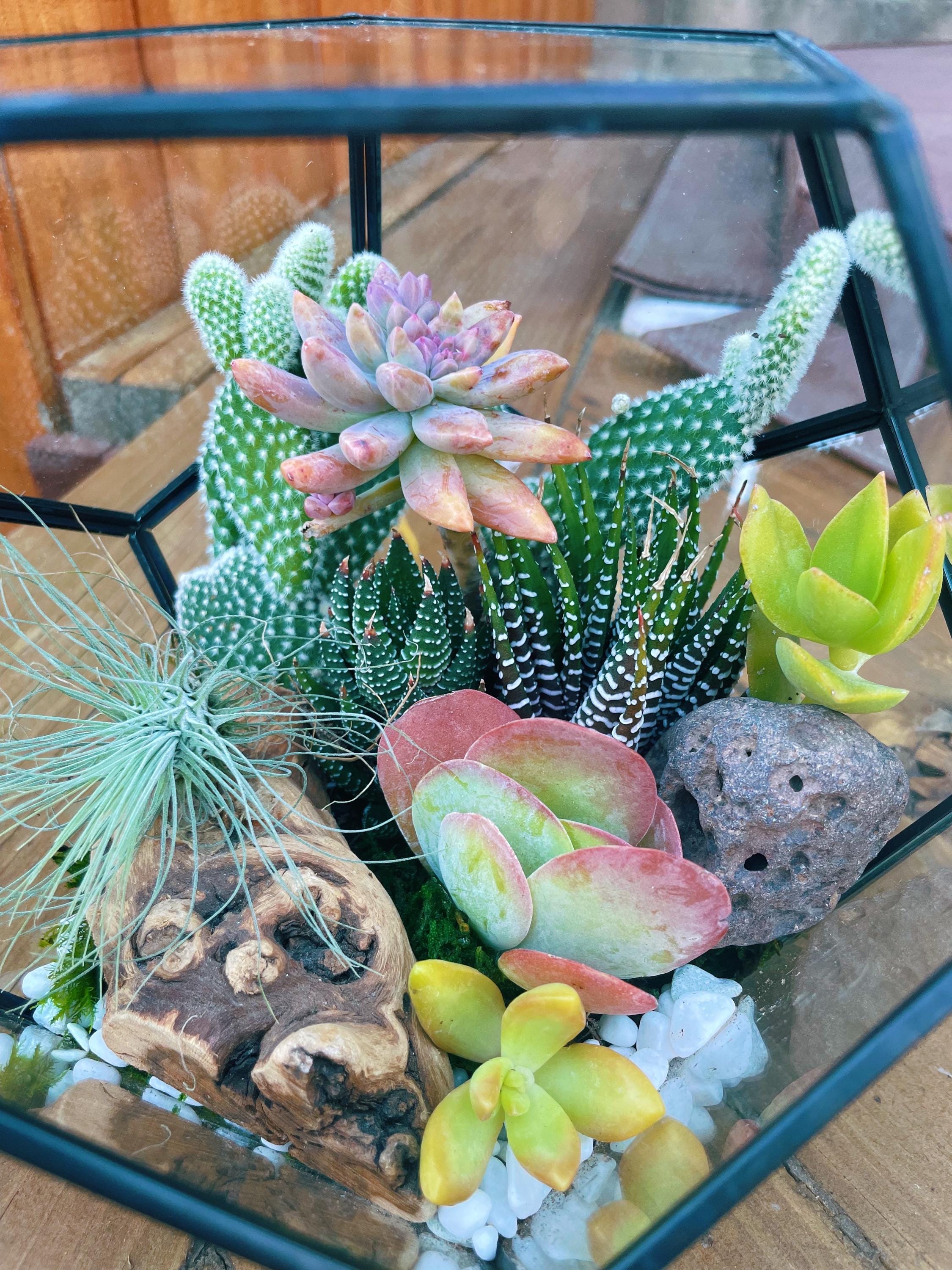 DIY Terrarium Kit with Live Succulents & Cactus | Build Your Own Glass Terrarium Garden