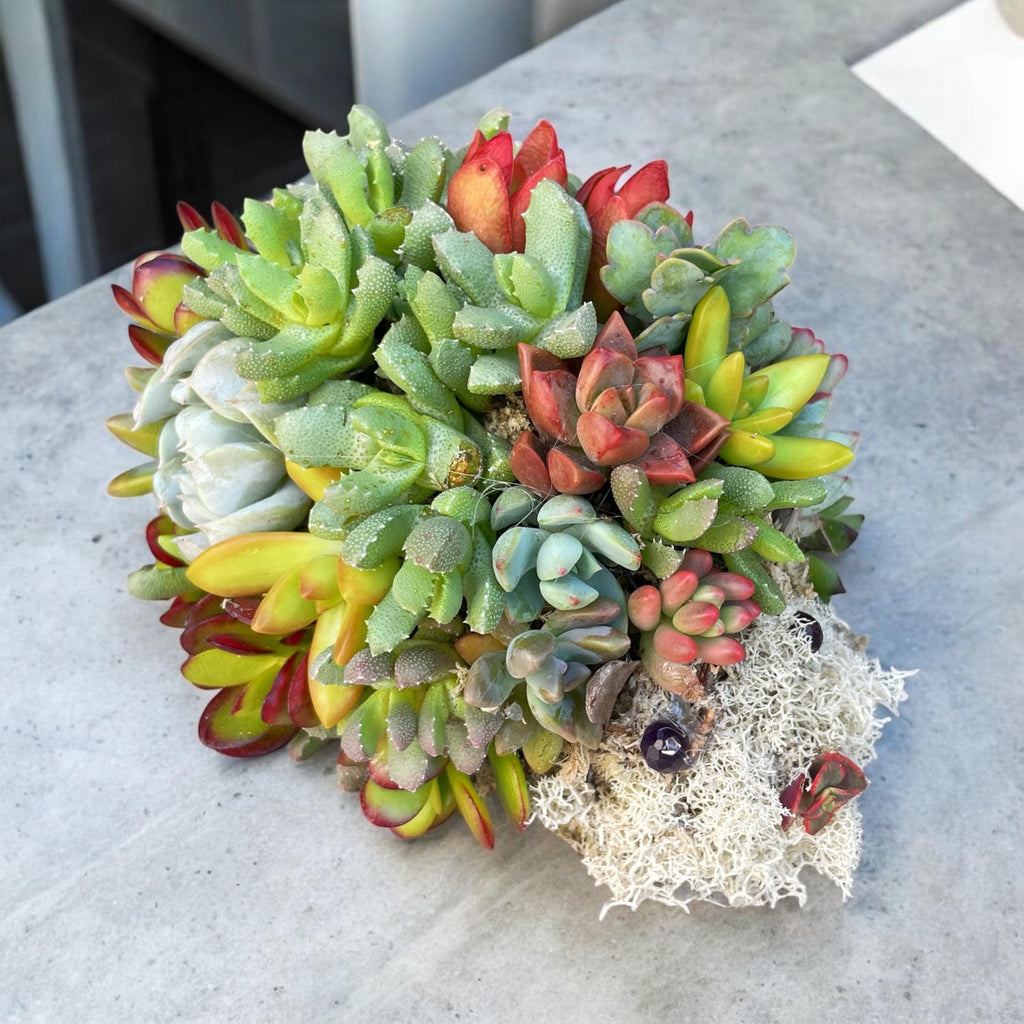 Mini Succulent Hedgehog Planter