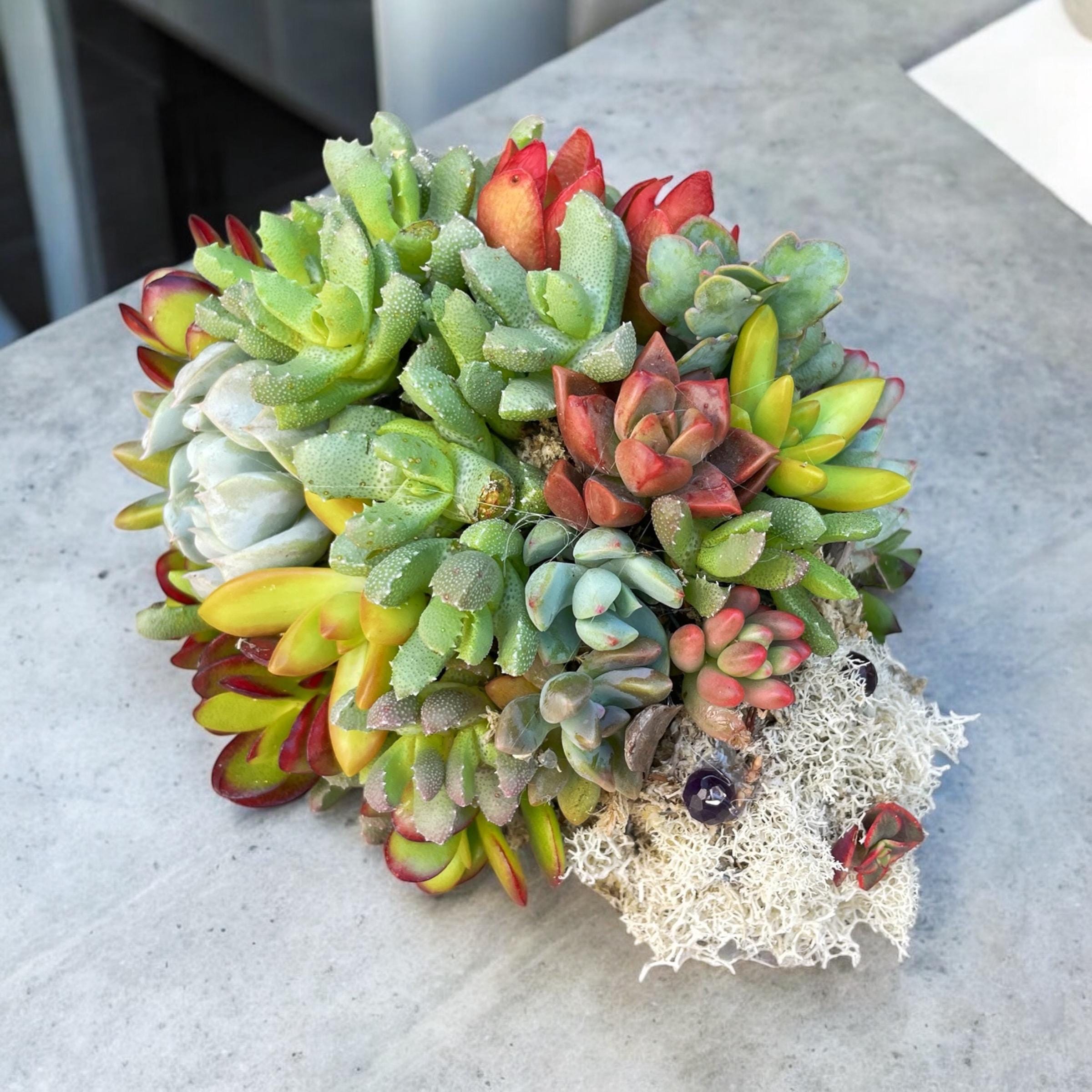 Mini Succulent Hedgehog Planter