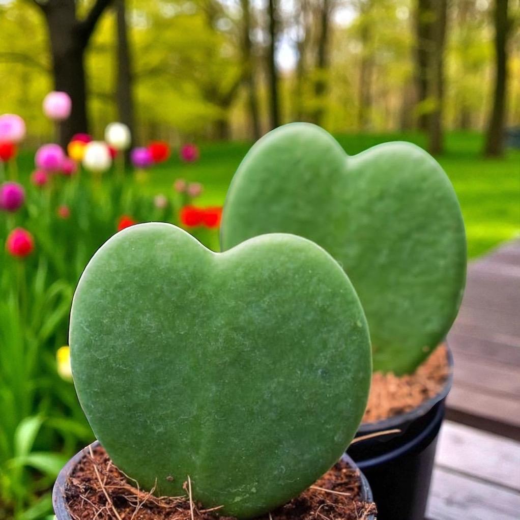 Hoya Kerrii Sweetheart Plant – Heart Shaped Hoya, Valentine Plant, Trailing Hoya Succulent, Live Indoor Houseplant