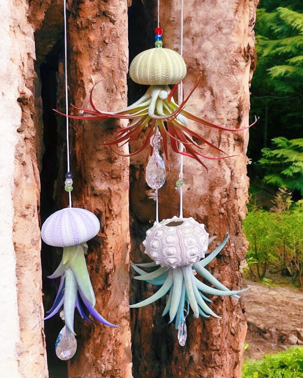 Colorful Sea Urchin Air Plant Ornament