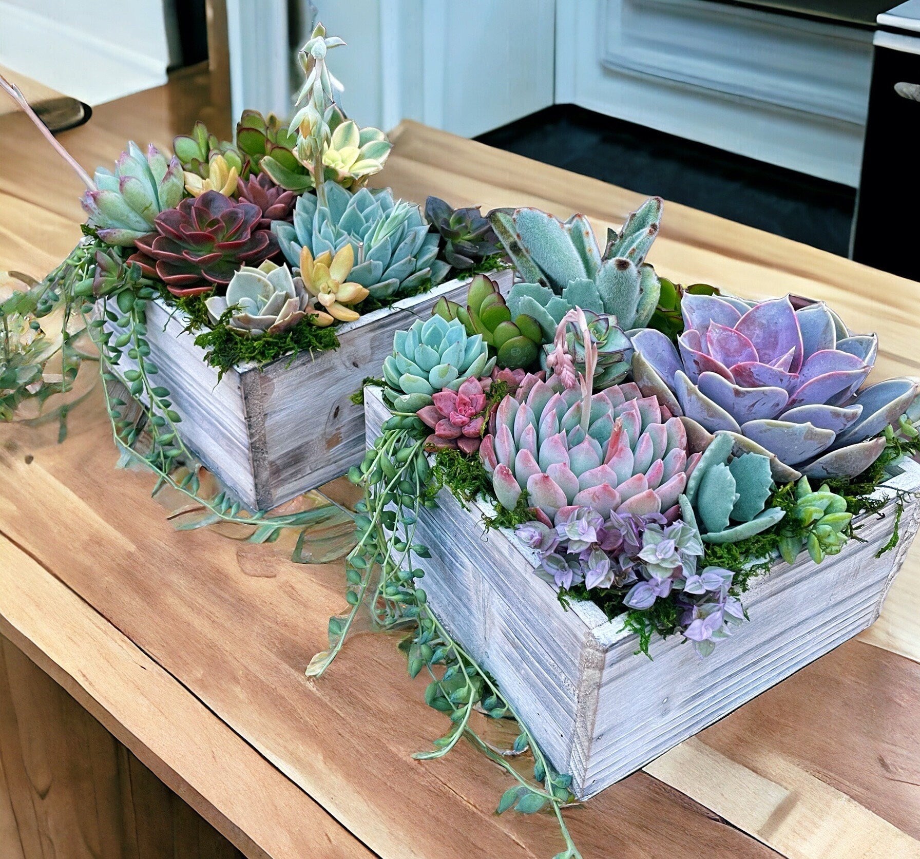 Luxury Succulent Arrangement in Wooden Box Planter | Colorful Live Succulent Centerpiece | Succulent Bouquet Gift | Designer Plant Decor