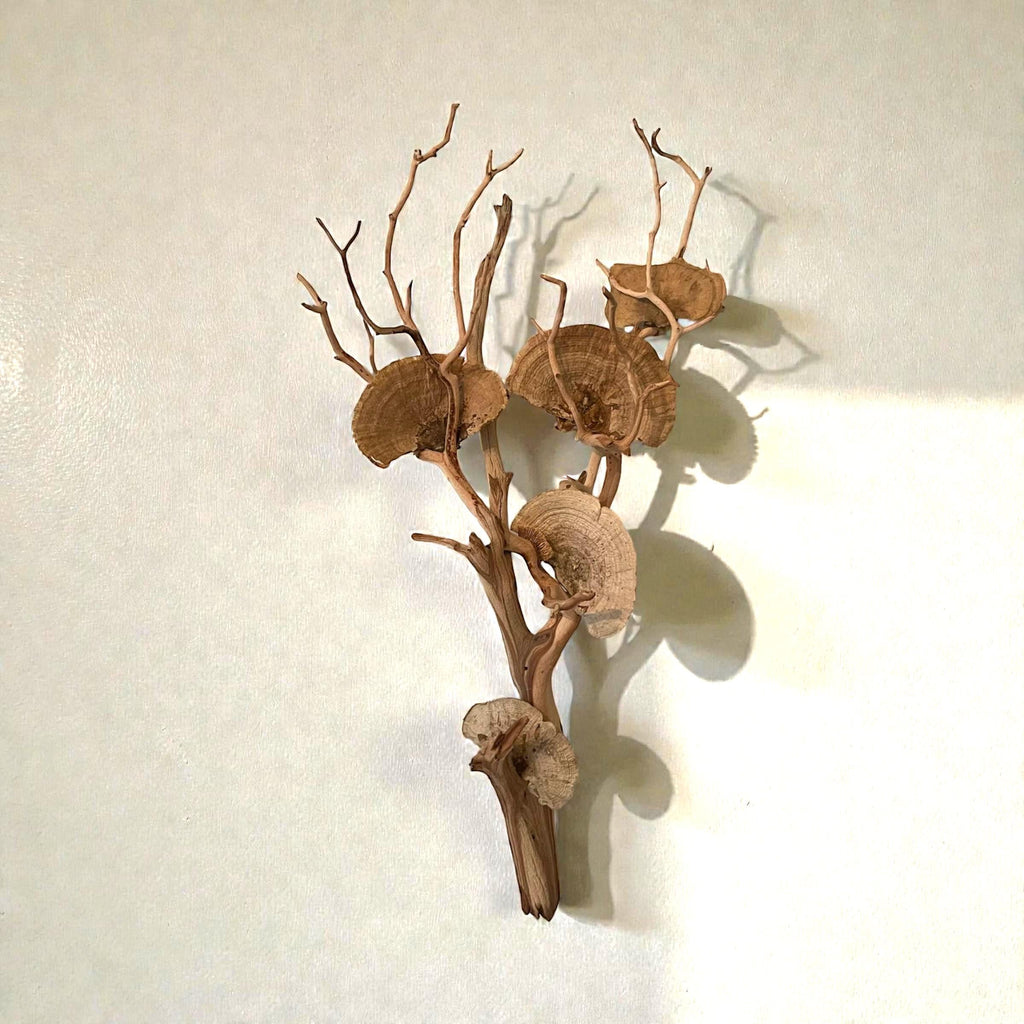 Manzanita Driftwood Wall Hanging with Dried Mushrooms