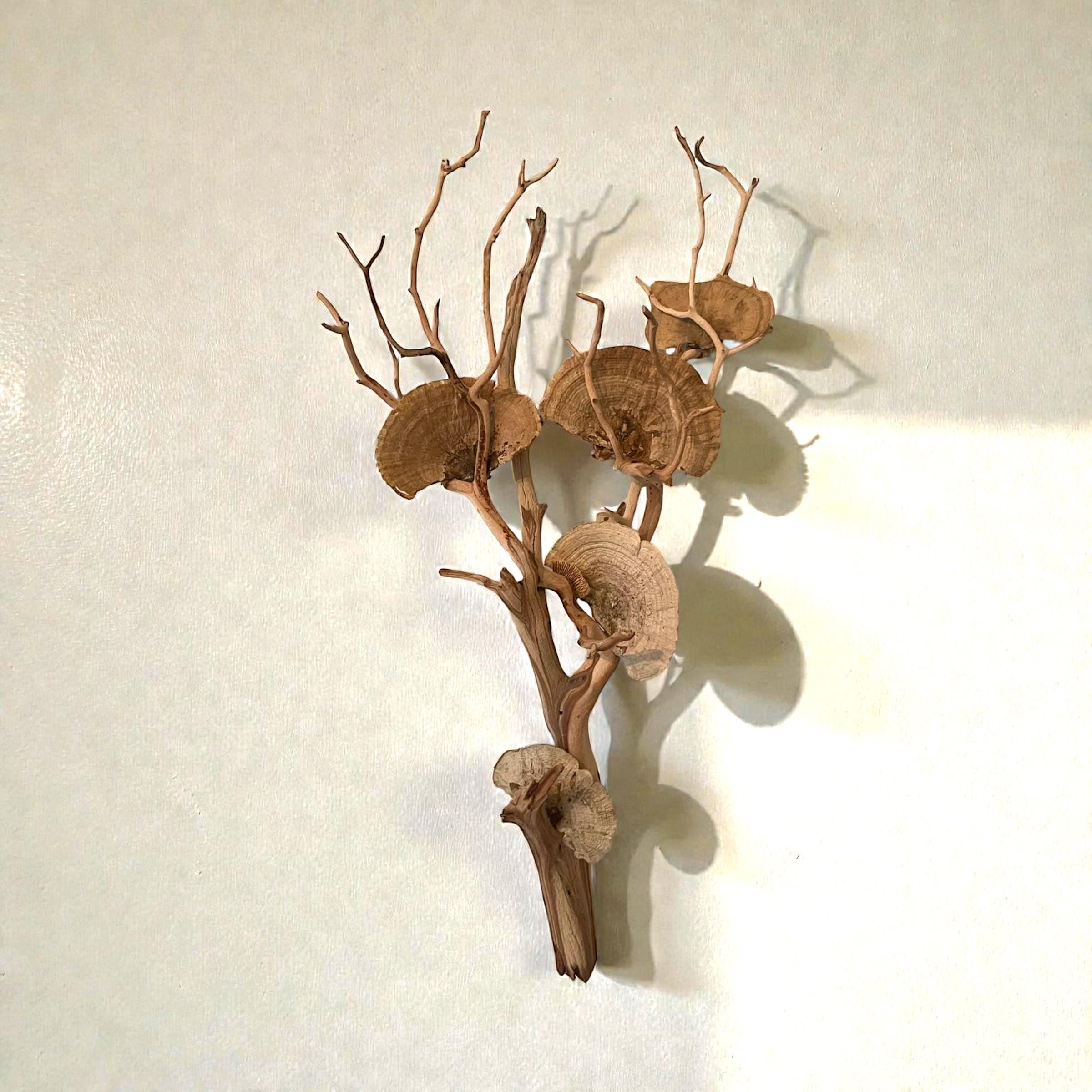 Manzanita Driftwood Wall Hanging with Dried Mushrooms