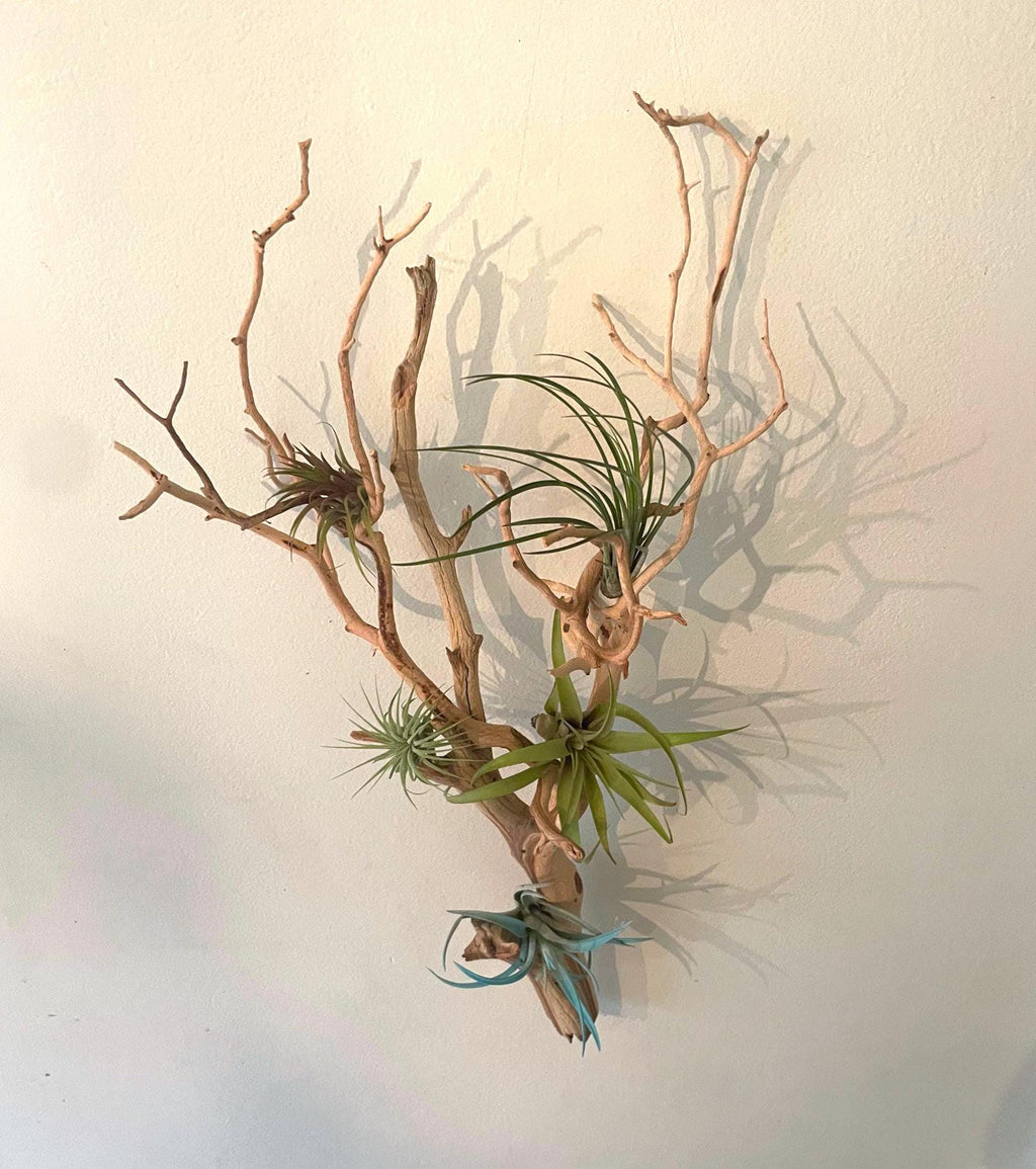 Large Manzanita Wall Hanging Air Plant Holder