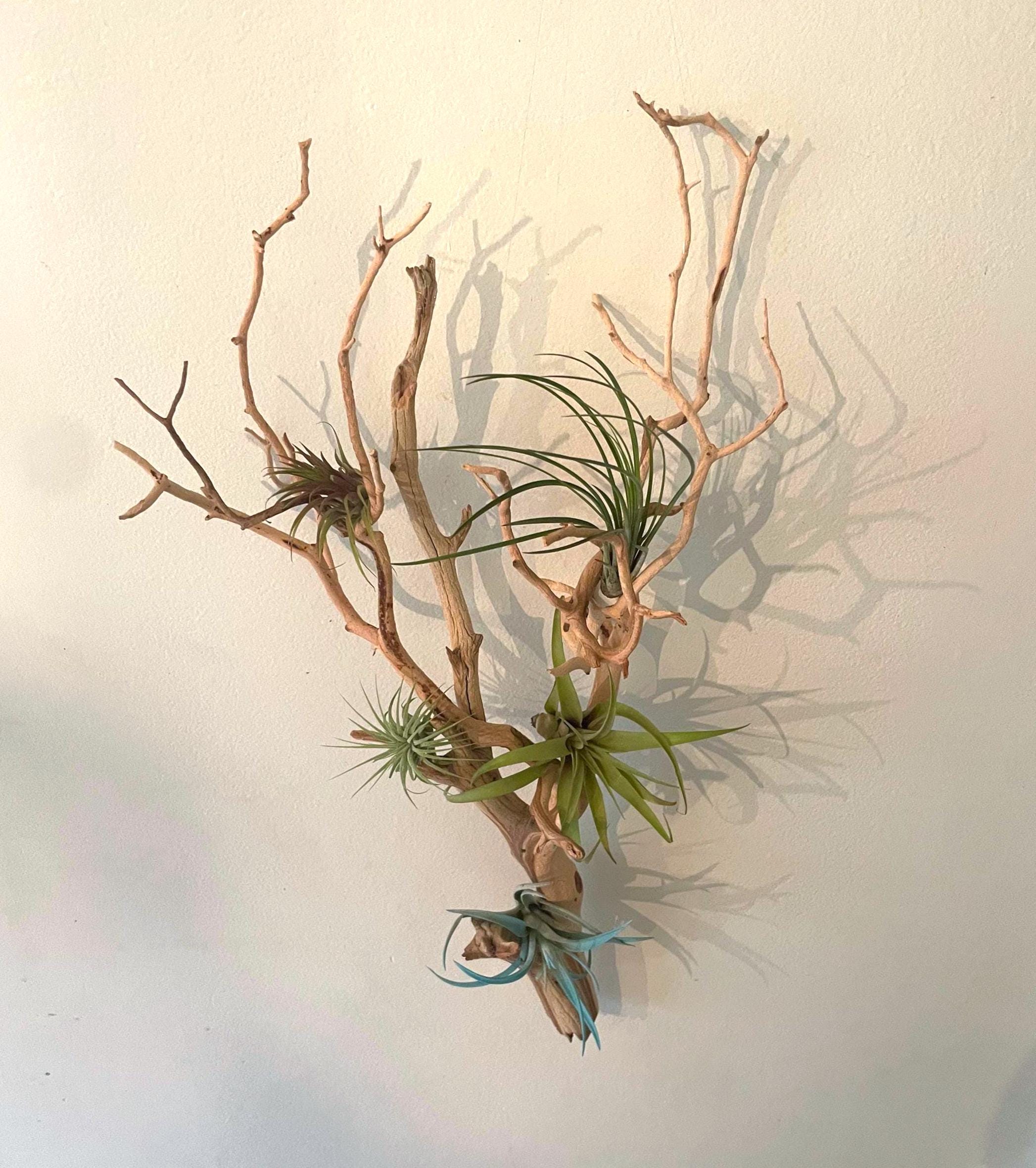 Large Manzanita Wall Hanging Air Plant Holder