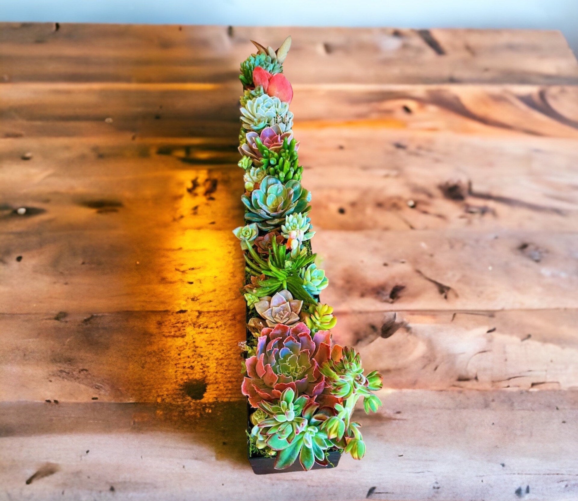 Large Succulent Centerpiece Arrangement