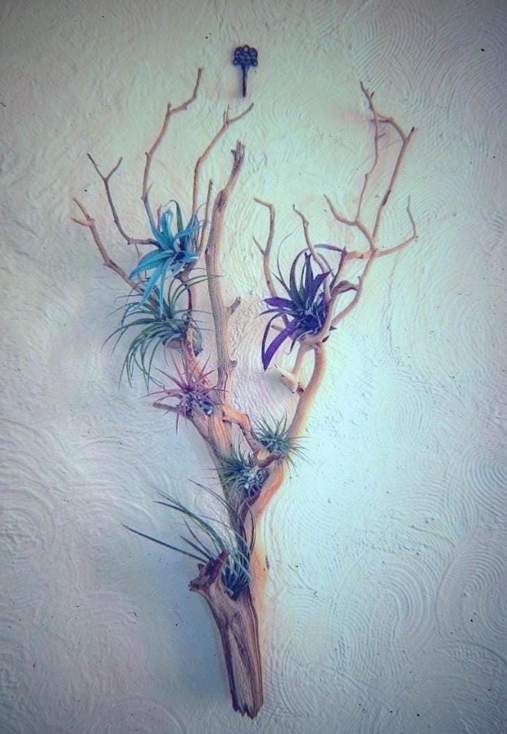 Large Manzanita Wall Hanging Air Plant Holder