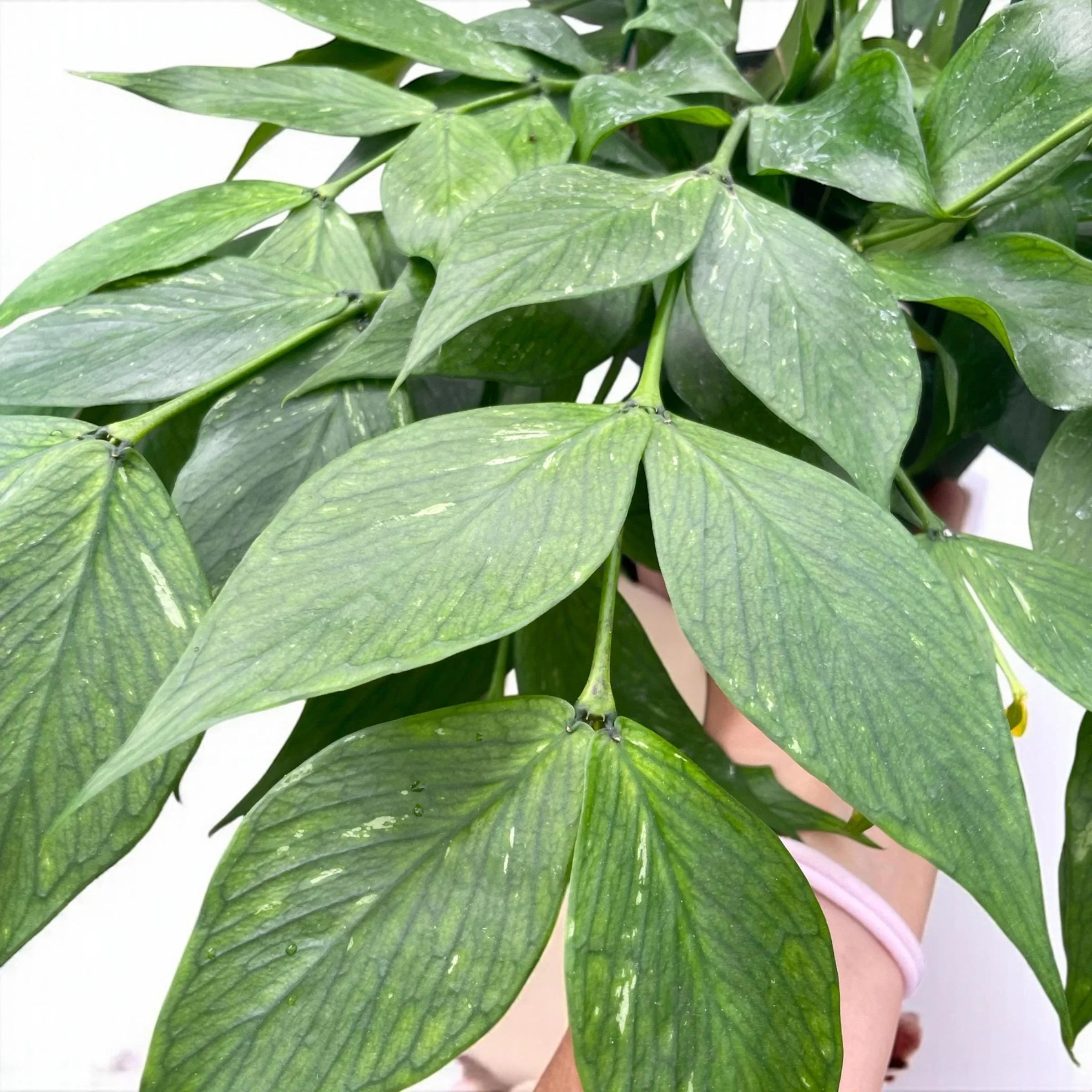 Hoya “Mermaid Tail” – Rare Trailing Hoya Plant
