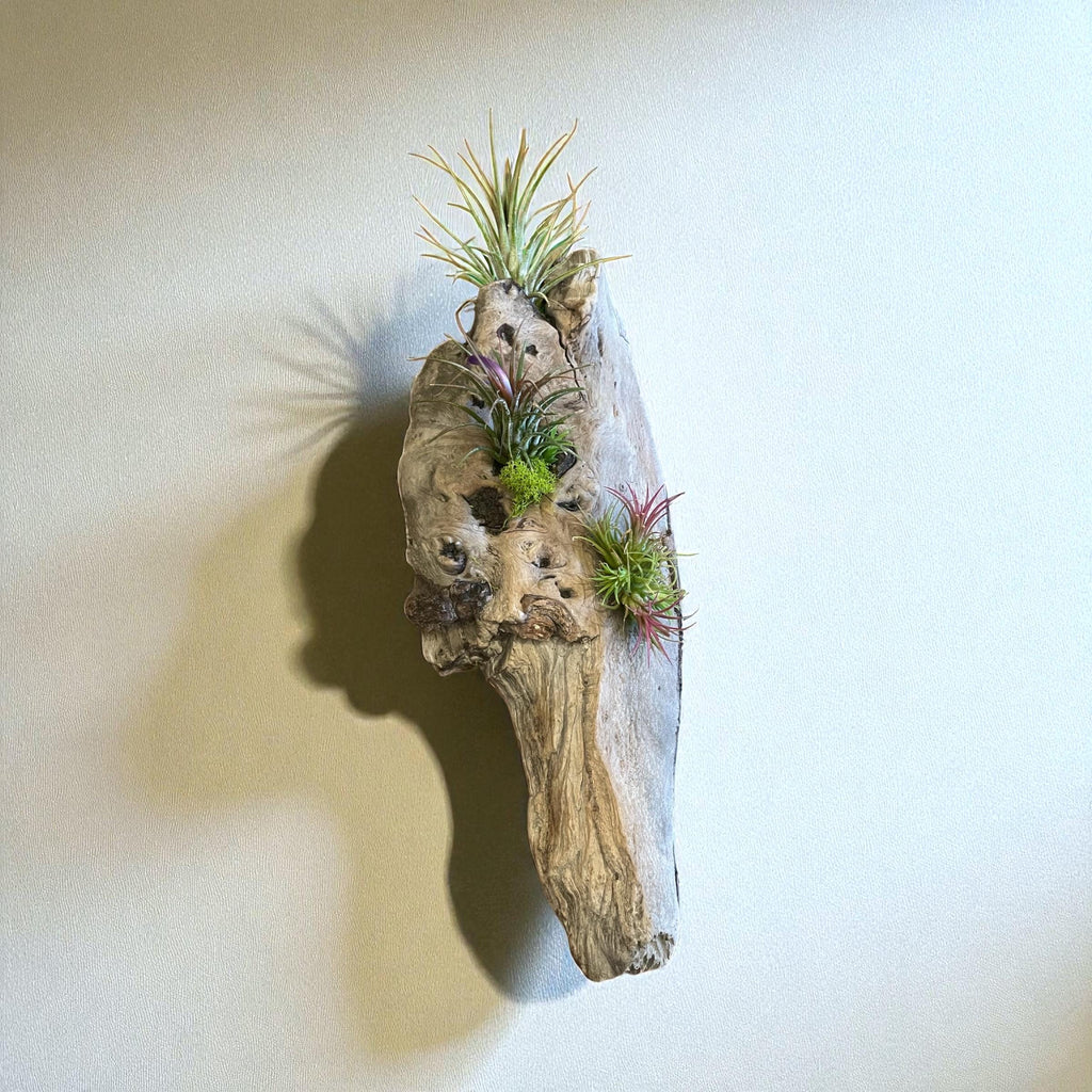 Driftwood Air Plant Wall Hanging | Coastal Driftwood Wall Decor with Live Tillandsia