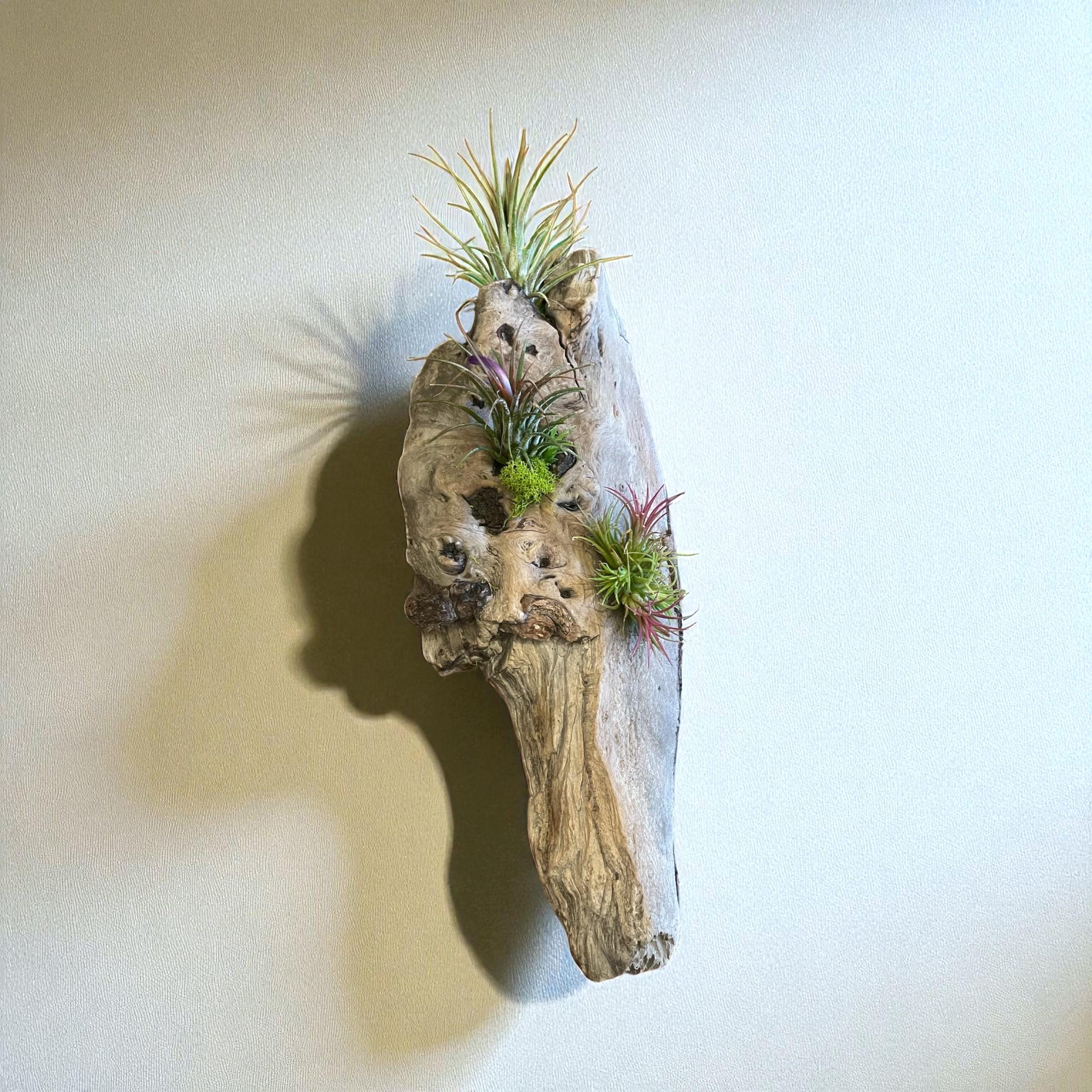 Driftwood Air Plant Wall Hanging | Coastal Driftwood Wall Decor with Live Tillandsia