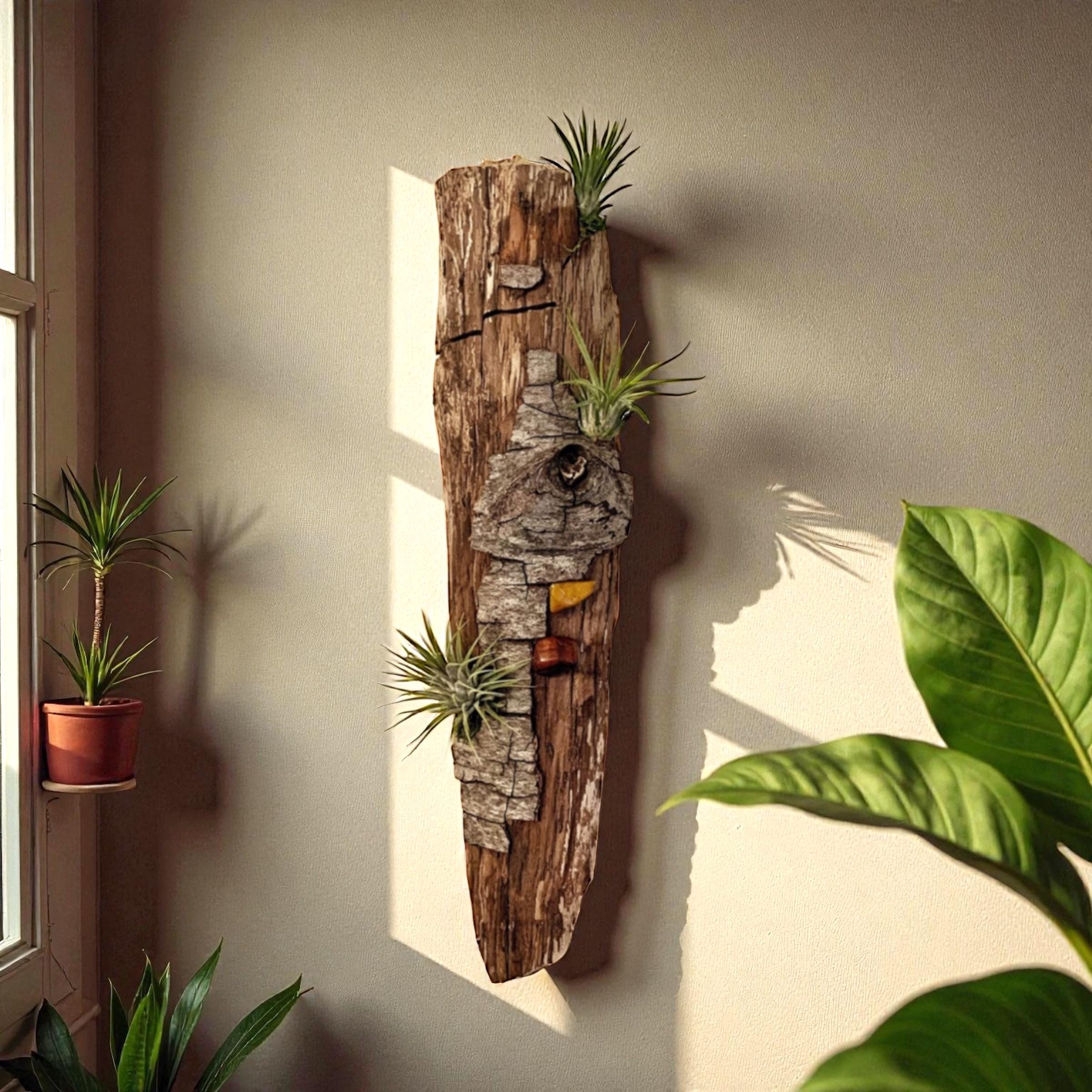 Driftwood Air Plant Wall Hanging | Coastal Driftwood Wall Decor with Live Tillandsia