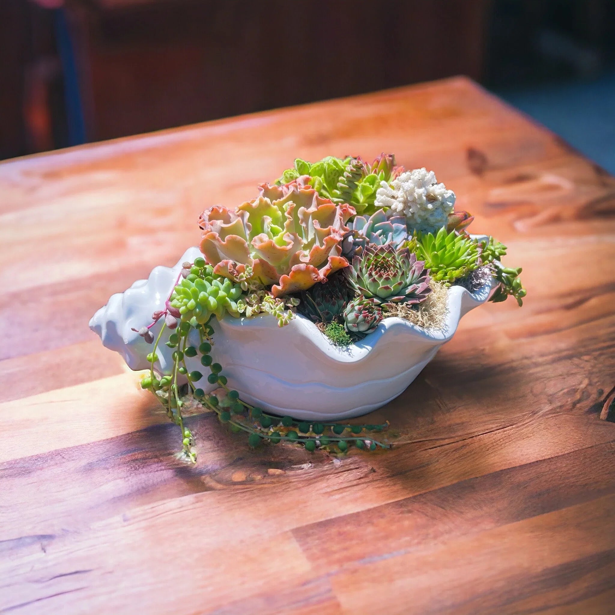 Seashell Succulent Planter – Coastal Malibu-Inspired Arrangement with Live Succulents