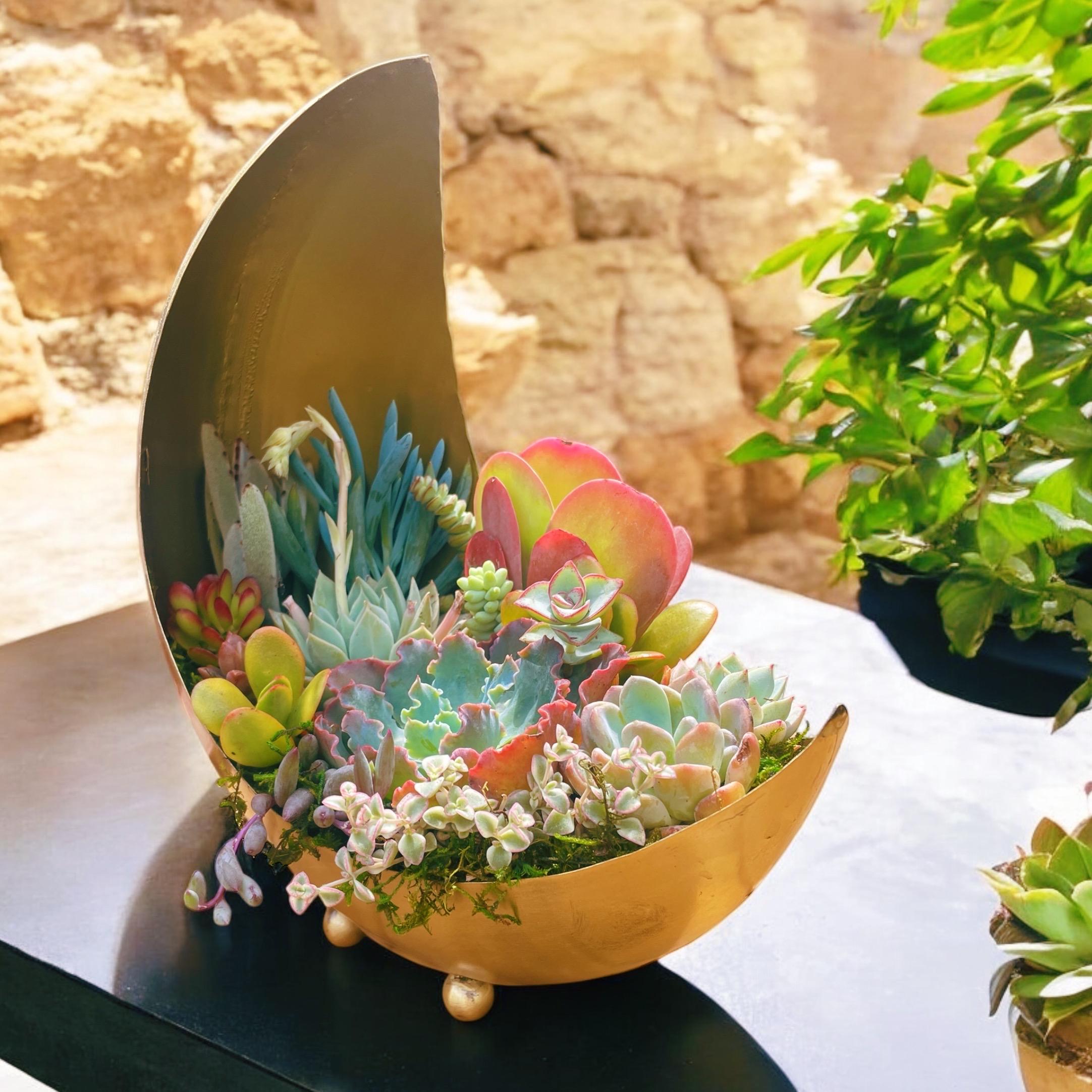 Gold Moon Succulent Planter