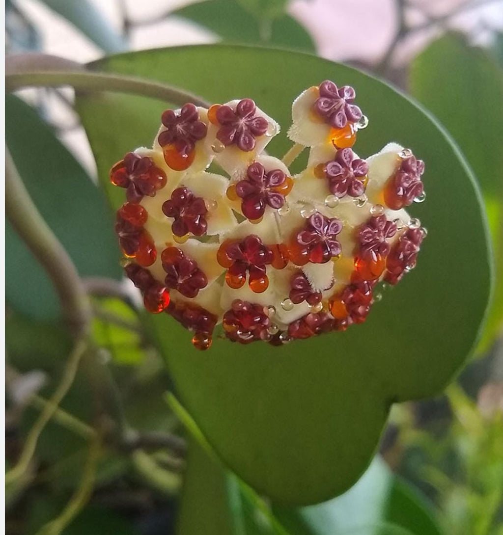 Hoya Kerrii Sweetheart Plant – Heart Shaped Hoya, Valentine Plant, Trailing Hoya Succulent, Live Indoor Houseplant