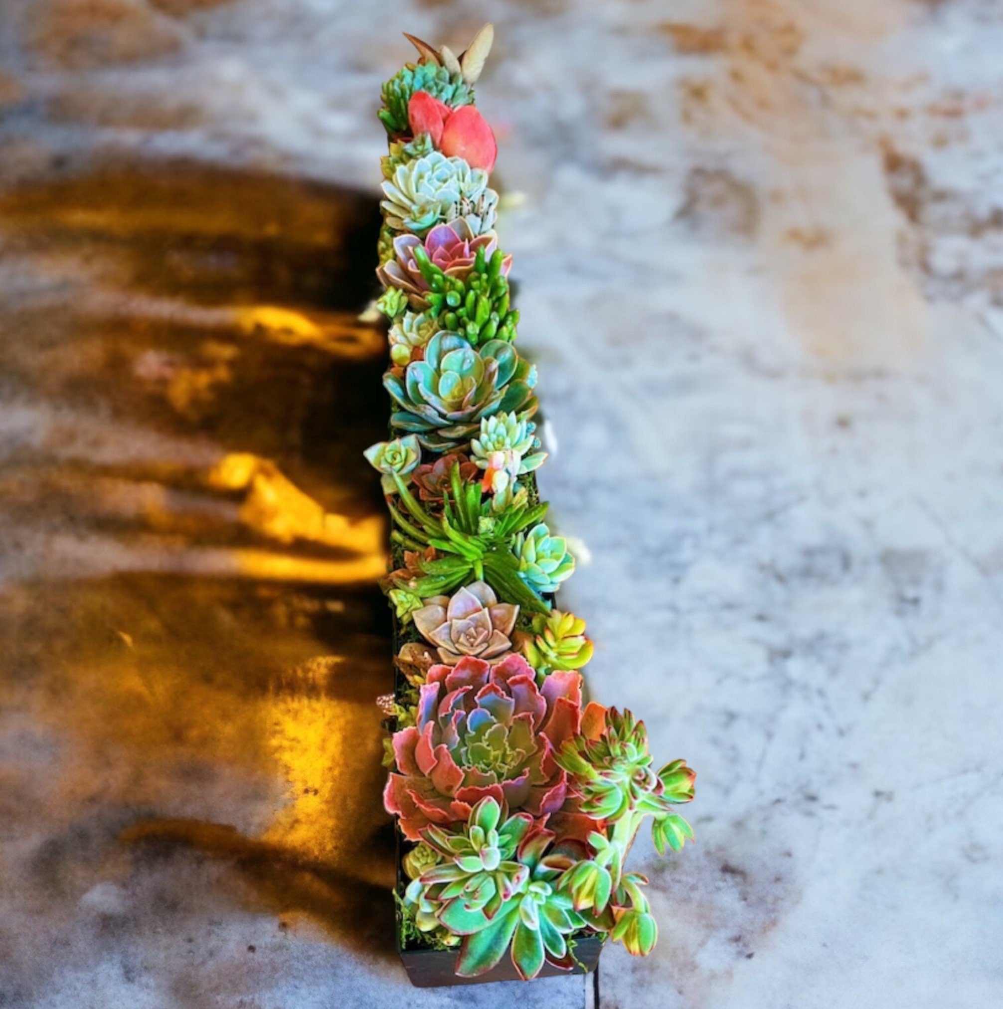 Large Succulent Centerpiece Arrangement