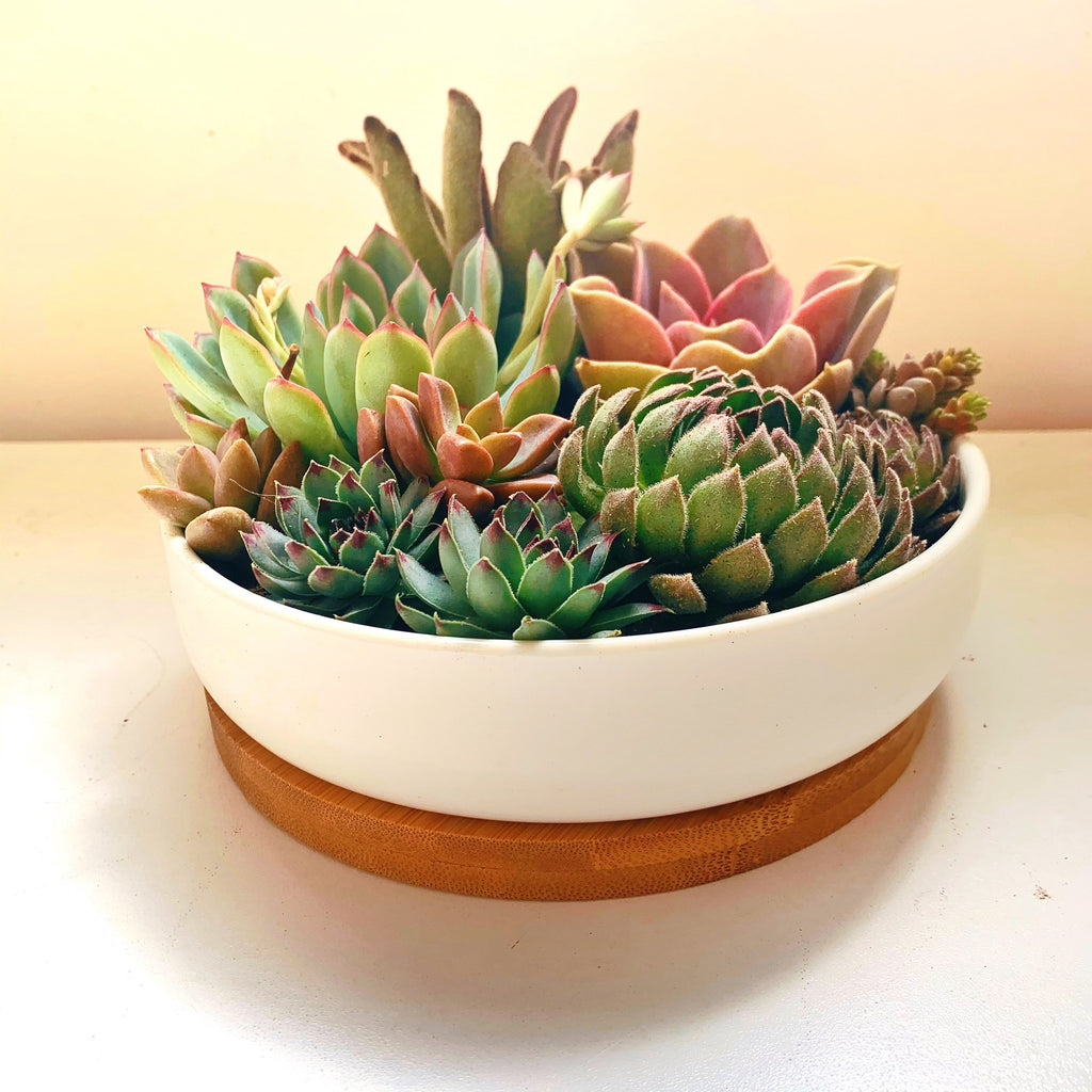 Succulent Arrangement in White Ceramic Pot with Bamboo Tray
