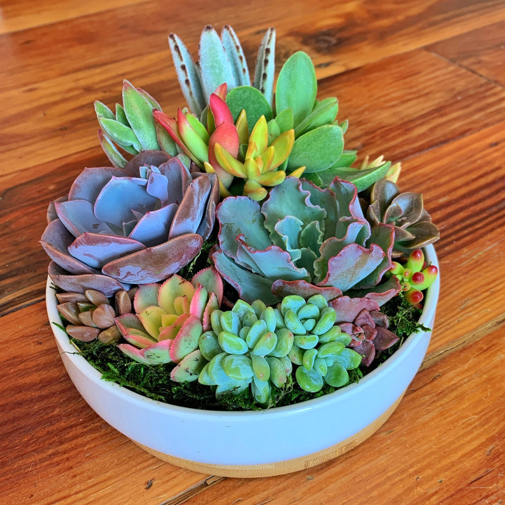 Succulent Arrangement in White Ceramic Pot with Bamboo Tray