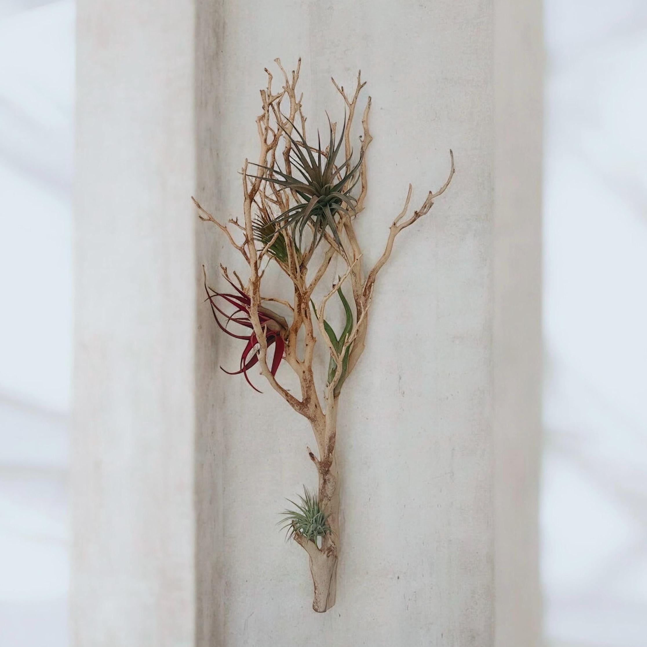 Large Manzanita Wall Hanging Air Plant Holder