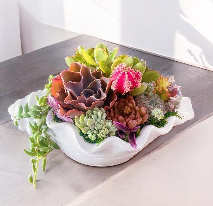 Seashell Succulent Planter – Coastal Malibu-Inspired Arrangement with Live Succulents