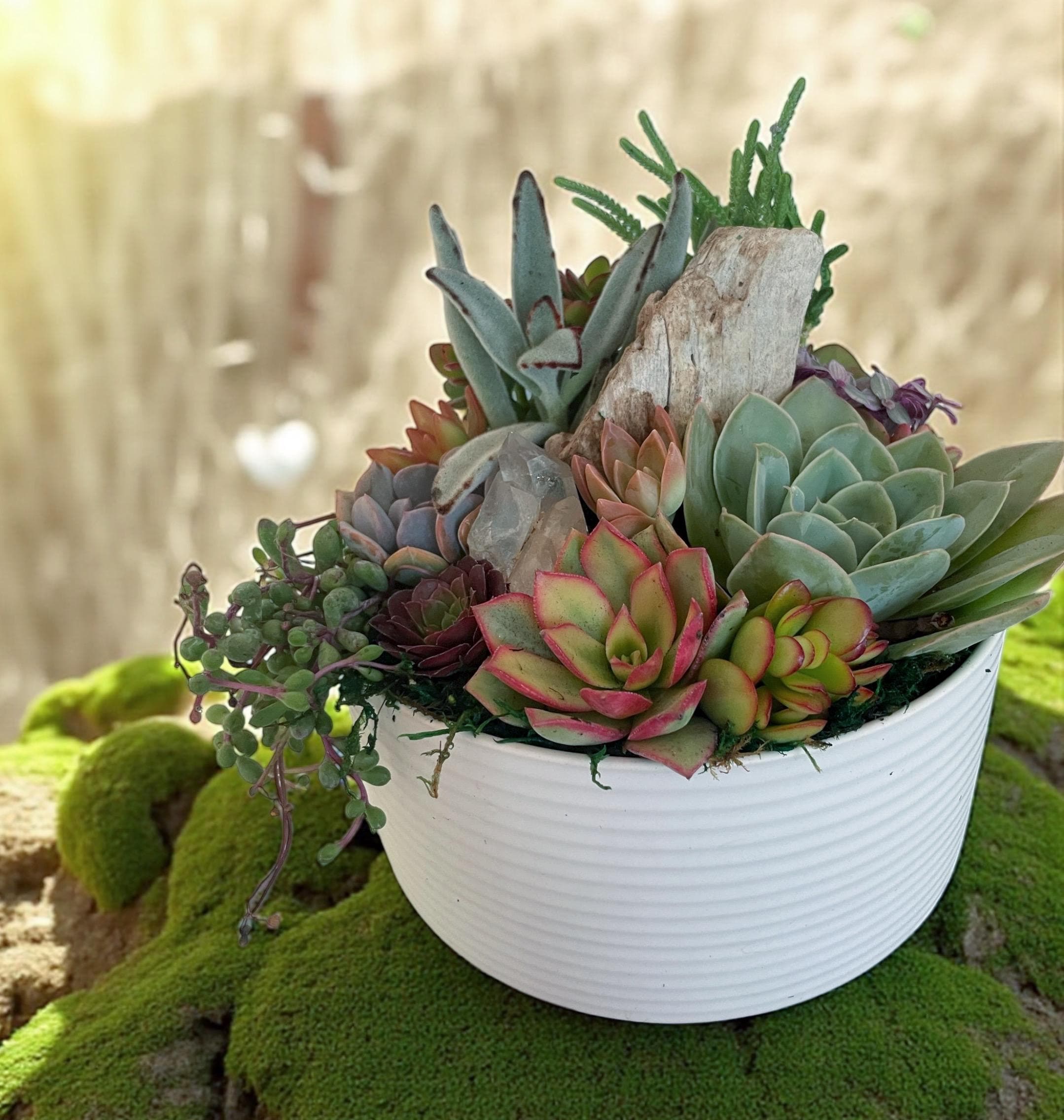 Driftwood Succulent Garden with Quartz Crystal – Coastal Ceramic Bowl Arrangement
