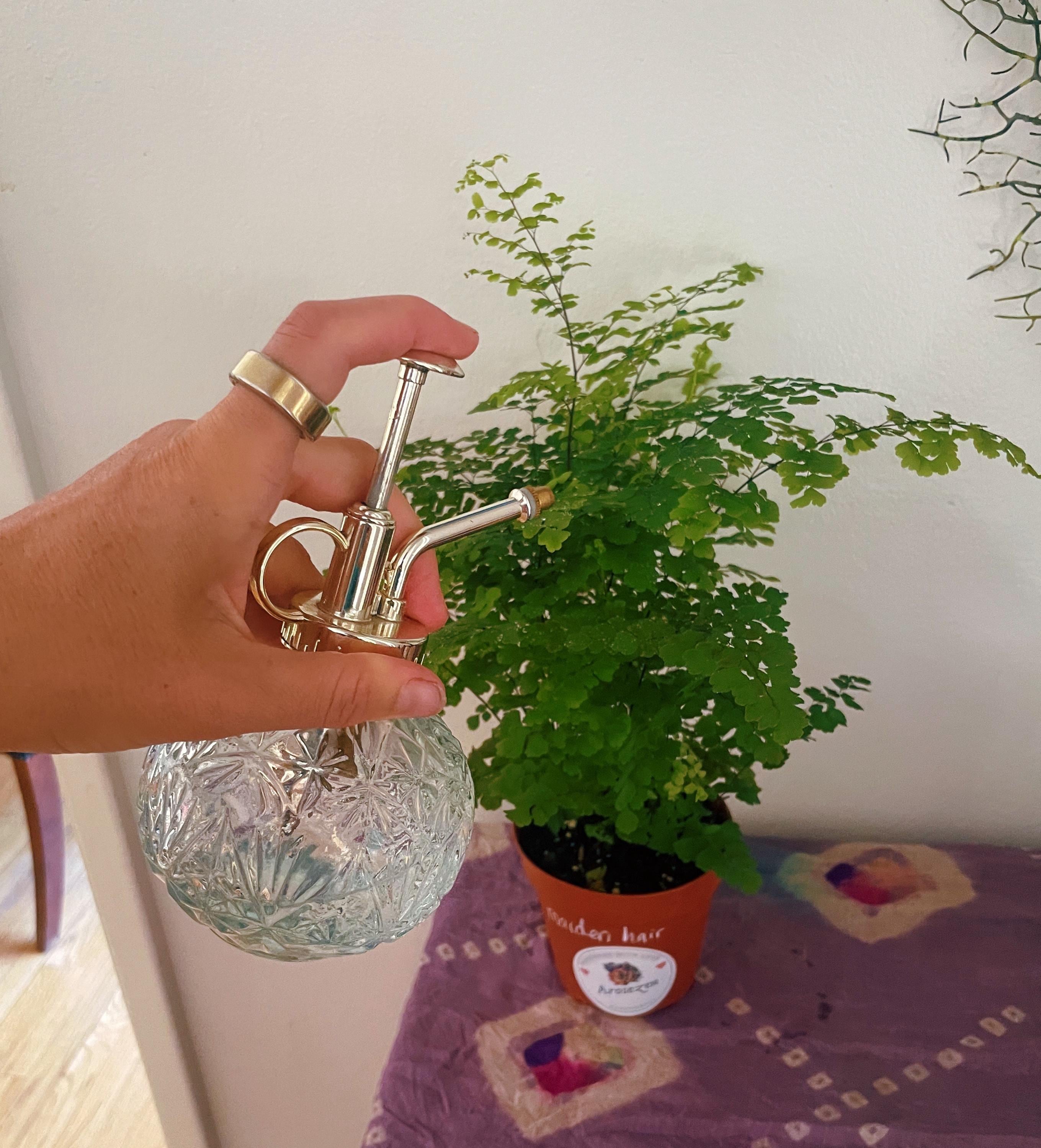 Glass Plant Mister – Vintage Watering Spray Bottle | Air Plant & Houseplant Mister (200ml)