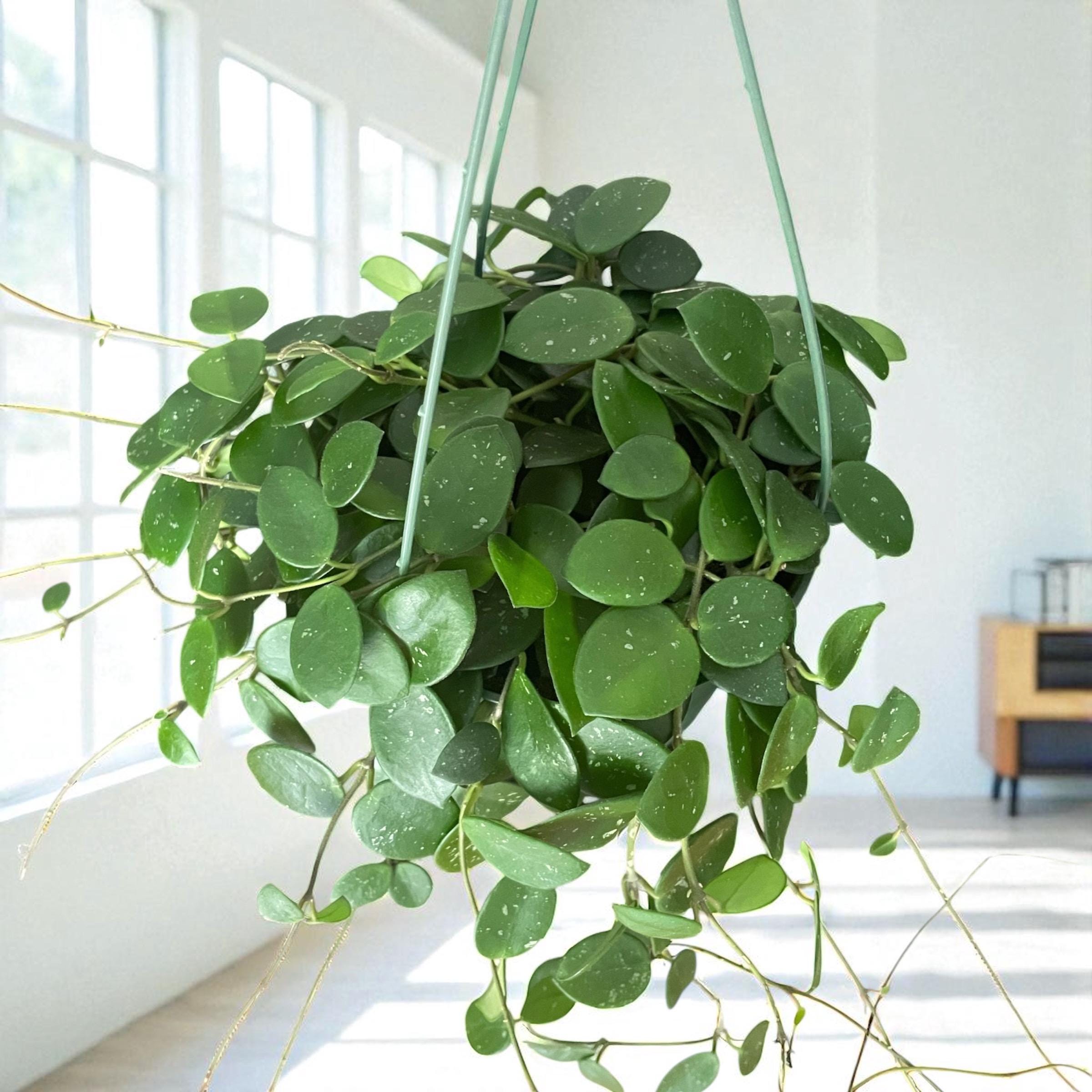 Hoya Mathilda – Rare Trailing Hoya with Speckled Leaves