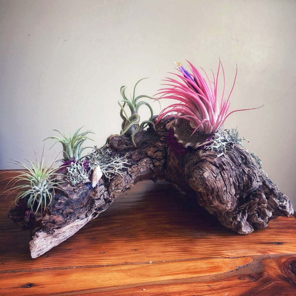Malibu Driftwood Air Plant Centerpiece